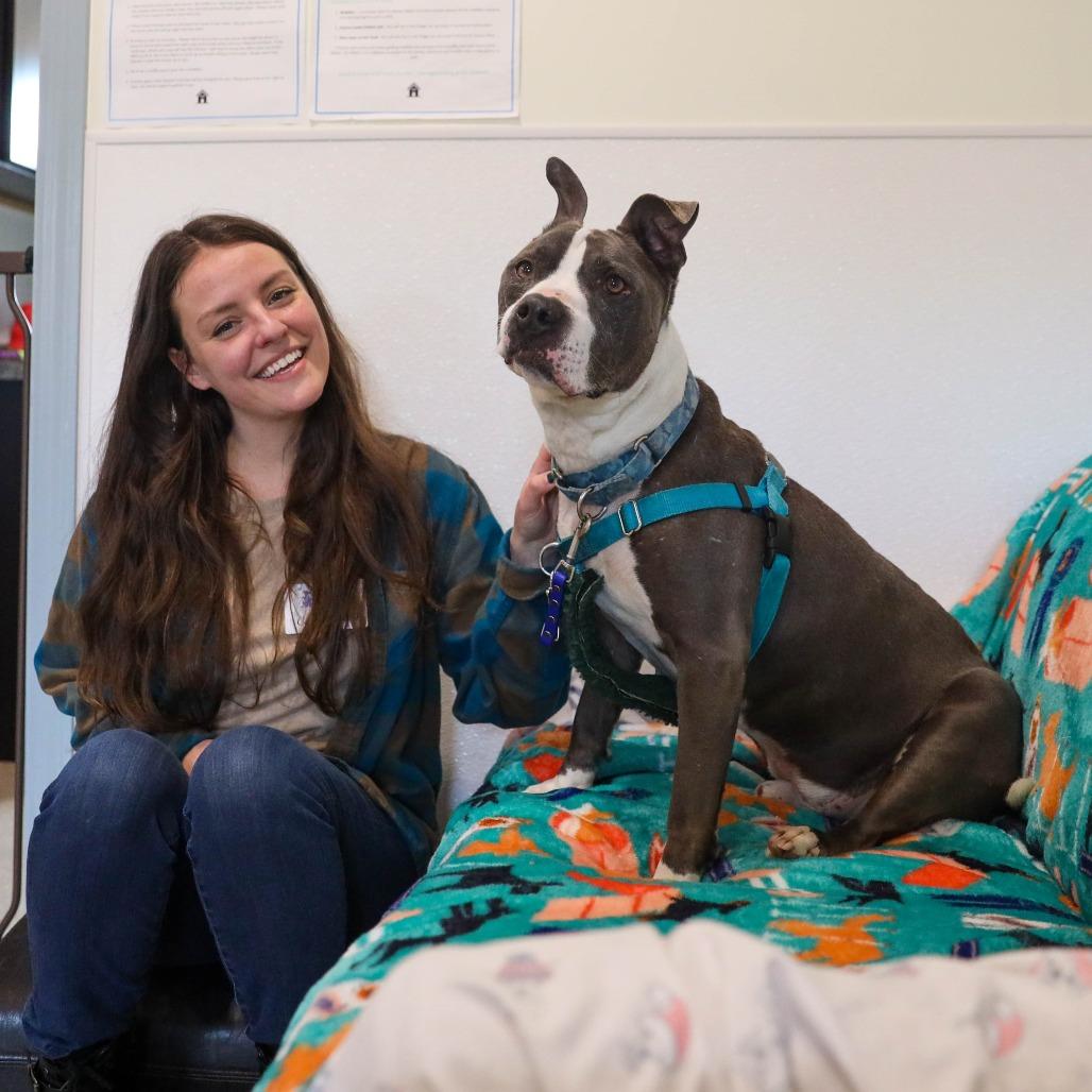 Enlarge Scout, a Adoptable Pit Bull Terrier in Manchester, CT image 5/6