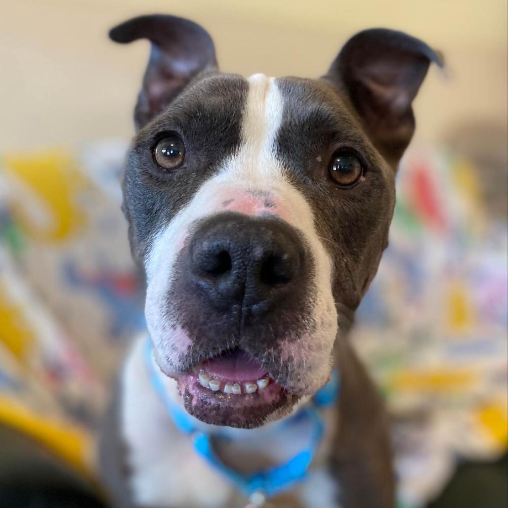 Enlarge Scout, a Adoptable Pit Bull Terrier in Manchester, CT image 6/6