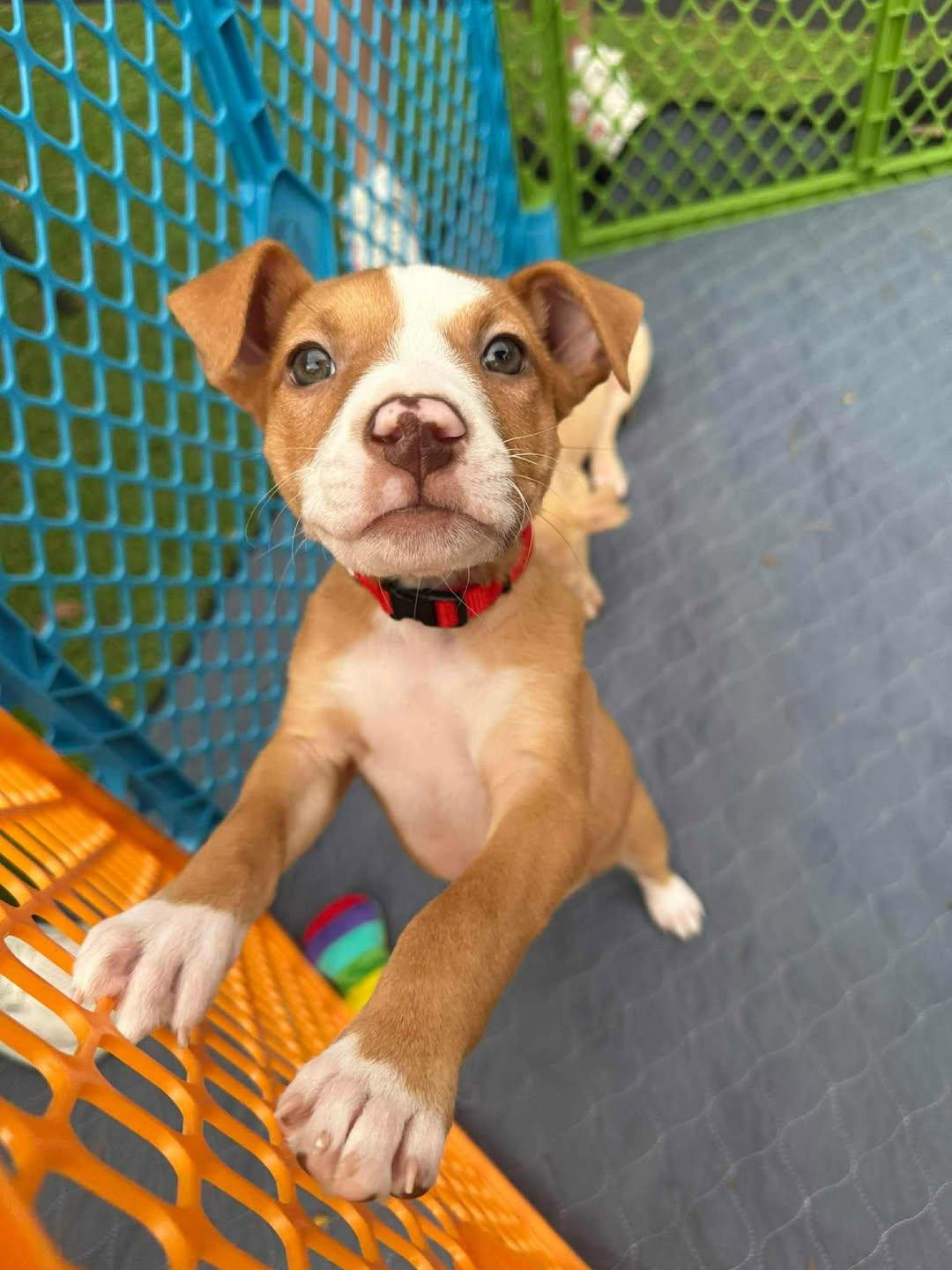 Enlarge Vixen, a Adoptable mixed breed in Bahama, NC image 1/1