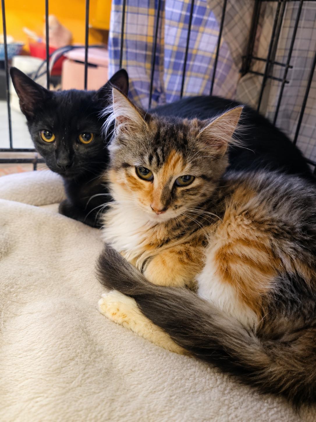 Sophie and Neptune, a Adoptable Domestic Long Hair in New York, NY image 2/2