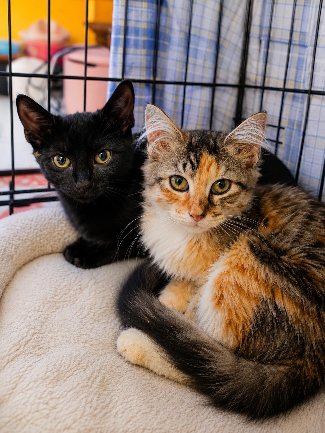 Sophie and Neptune, a Adoptable Domestic Long Hair in New York, NY image 1/2