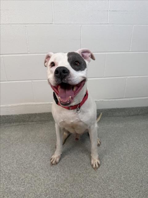 BANDIT, Adoptable, Adult Male Pit Bull Terrier.
