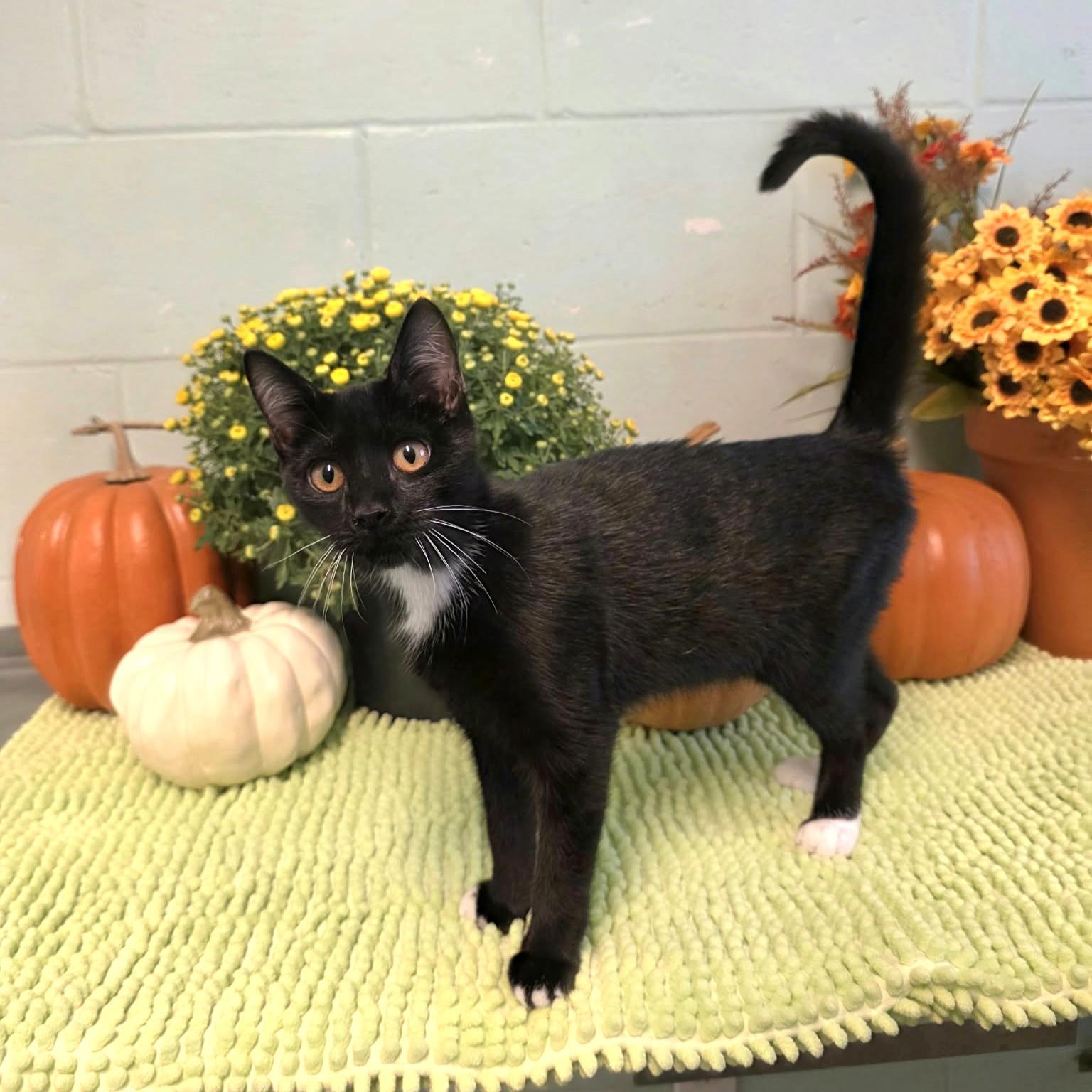 Enlarge Pudding, a Adoptable Domestic Short Hair in Umatilla, FL image 2/6