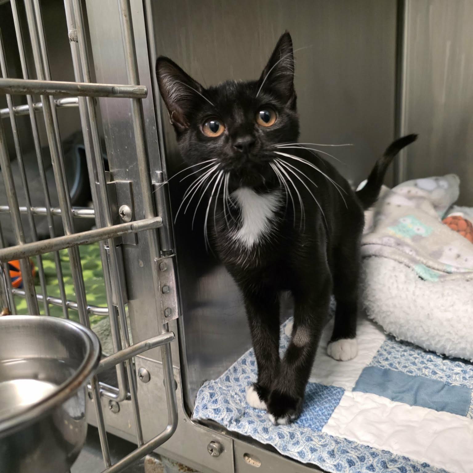 Pudding, Adoptable, Kitten Female Domestic Short Hair.