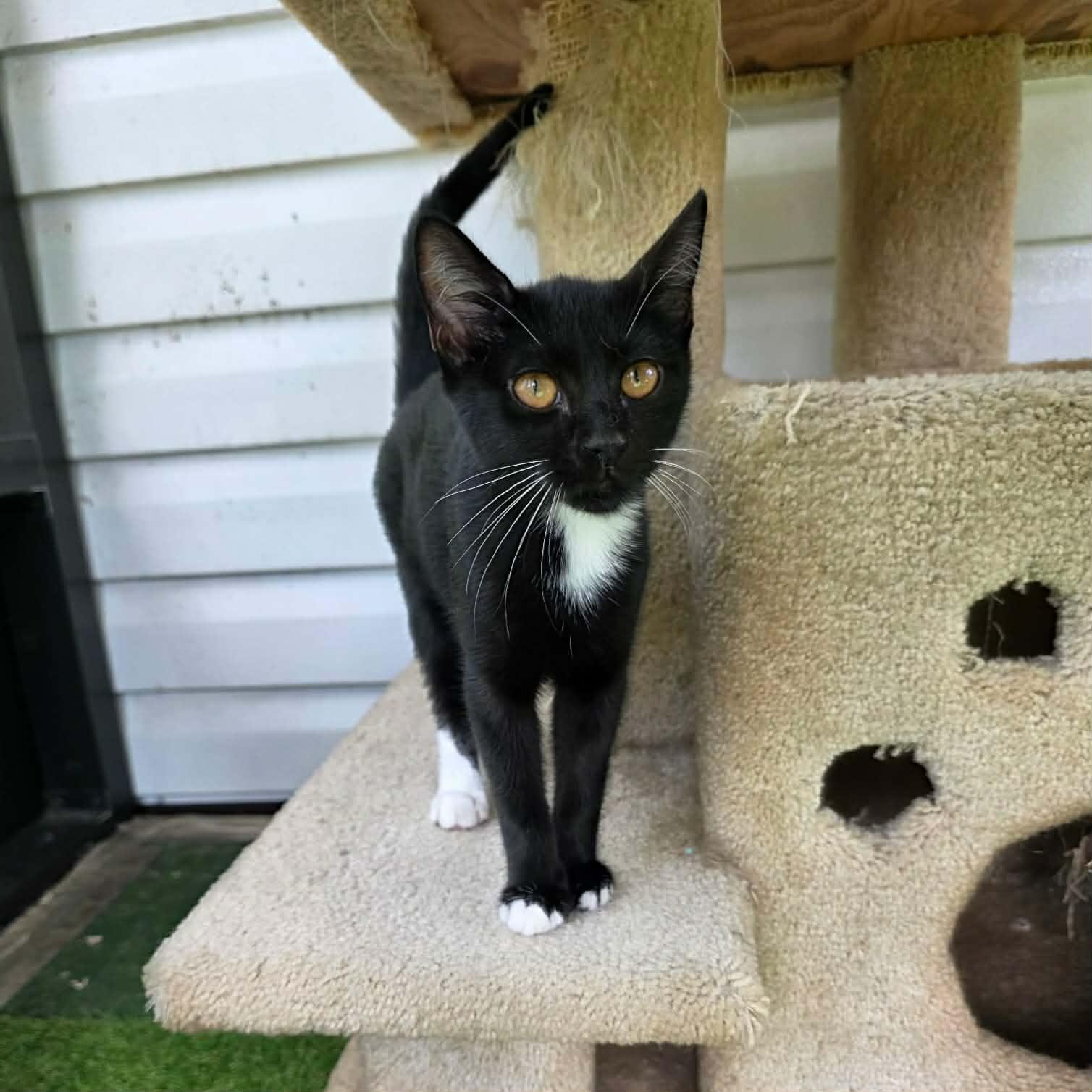 Enlarge Pudding, a Adoptable Domestic Short Hair in Umatilla, FL image 5/6