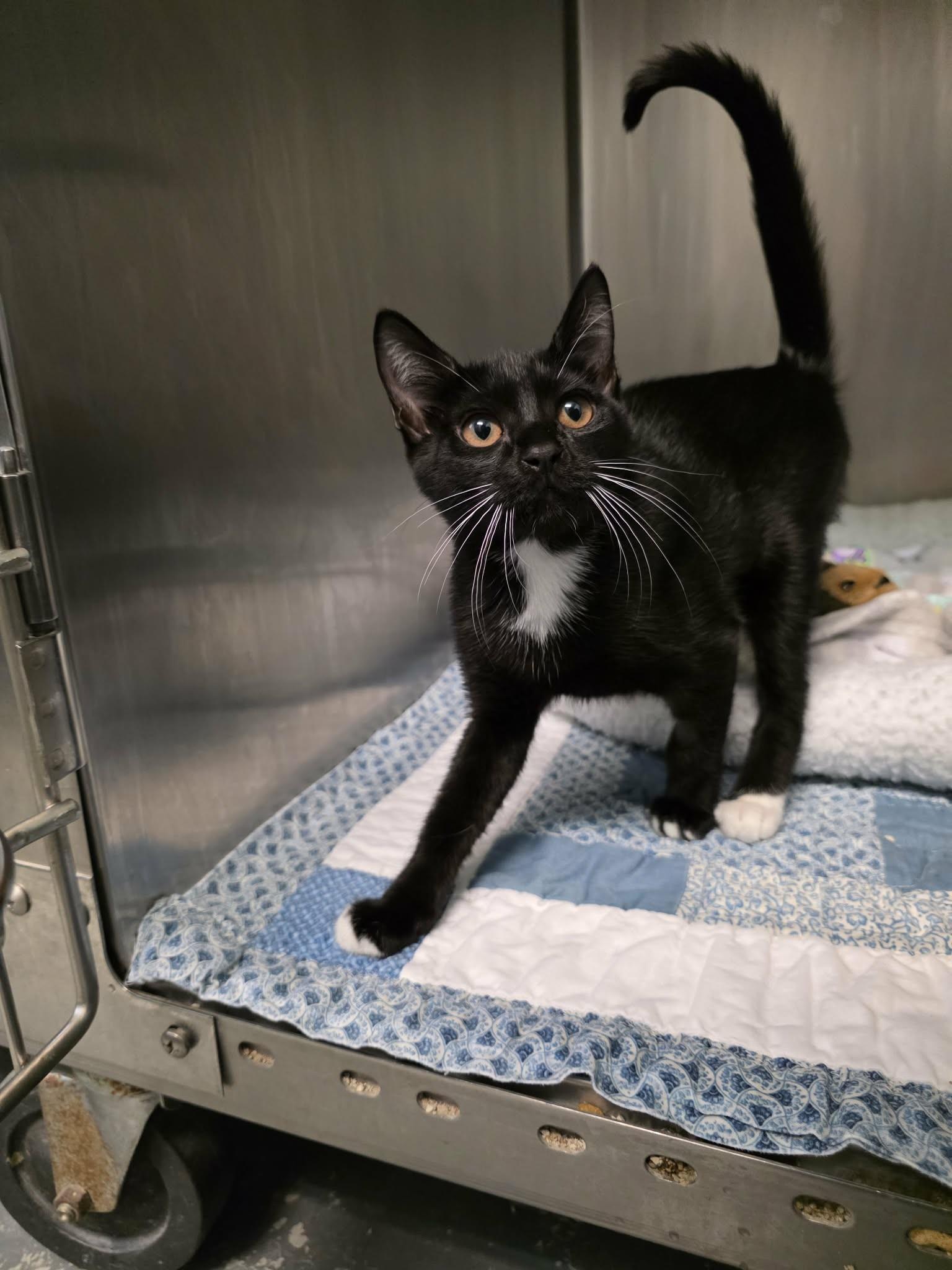 Enlarge Pudding, a Adoptable Domestic Short Hair in Umatilla, FL image 2/2