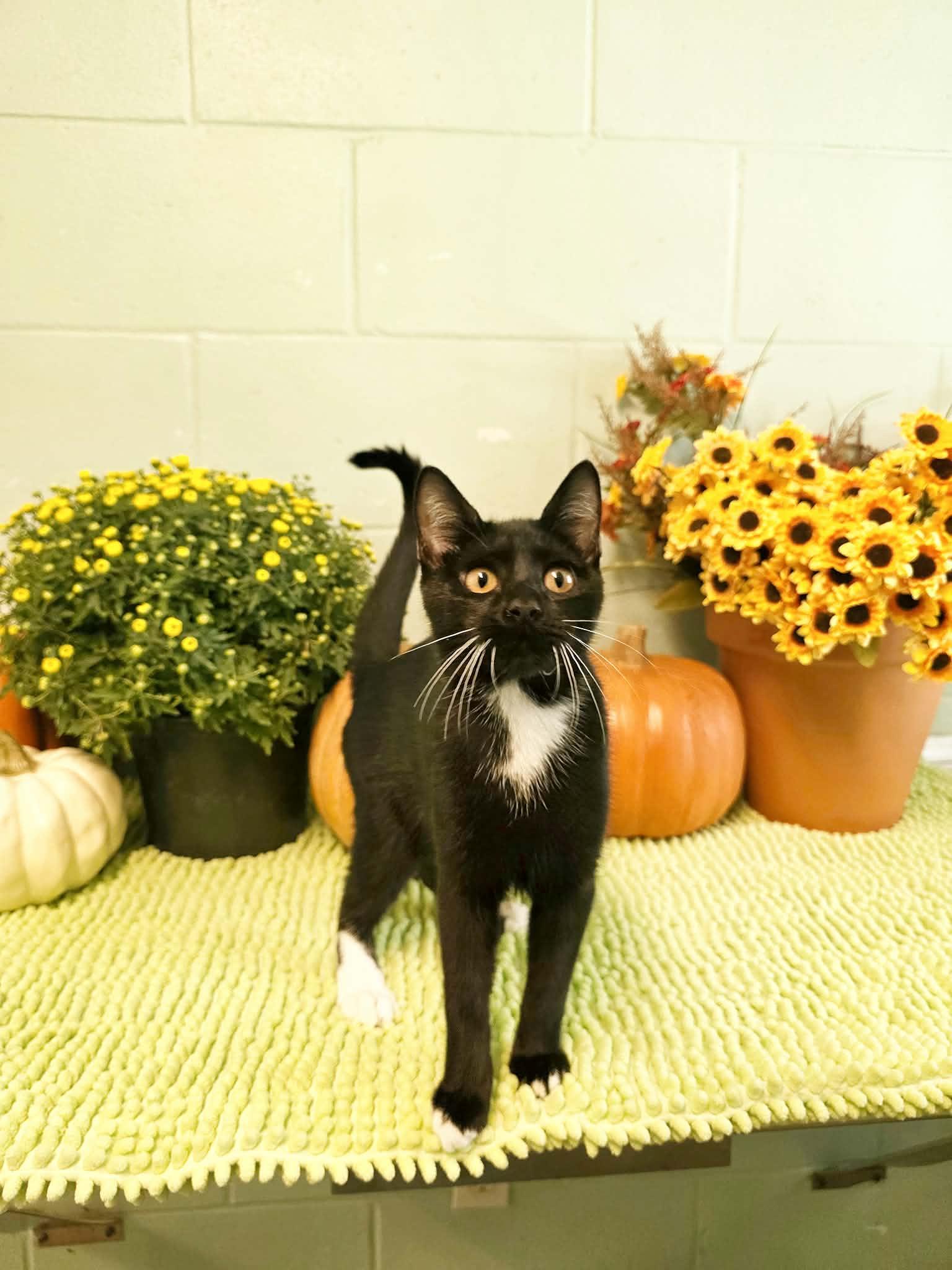 Enlarge Pudding, a Adoptable Domestic Short Hair in Umatilla, FL image 3/6