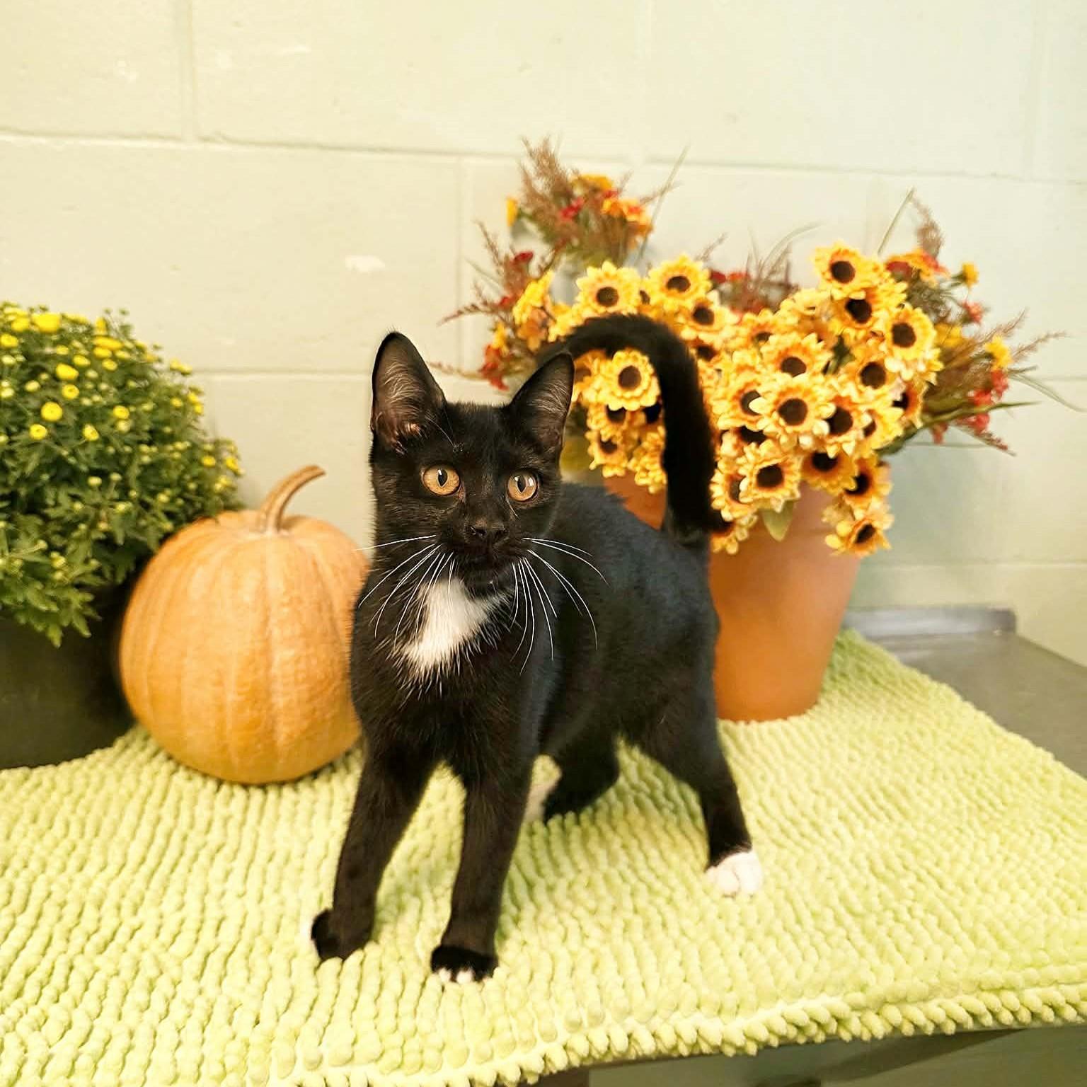 Pudding, Adoptable, Kitten Female Domestic Short Hair.