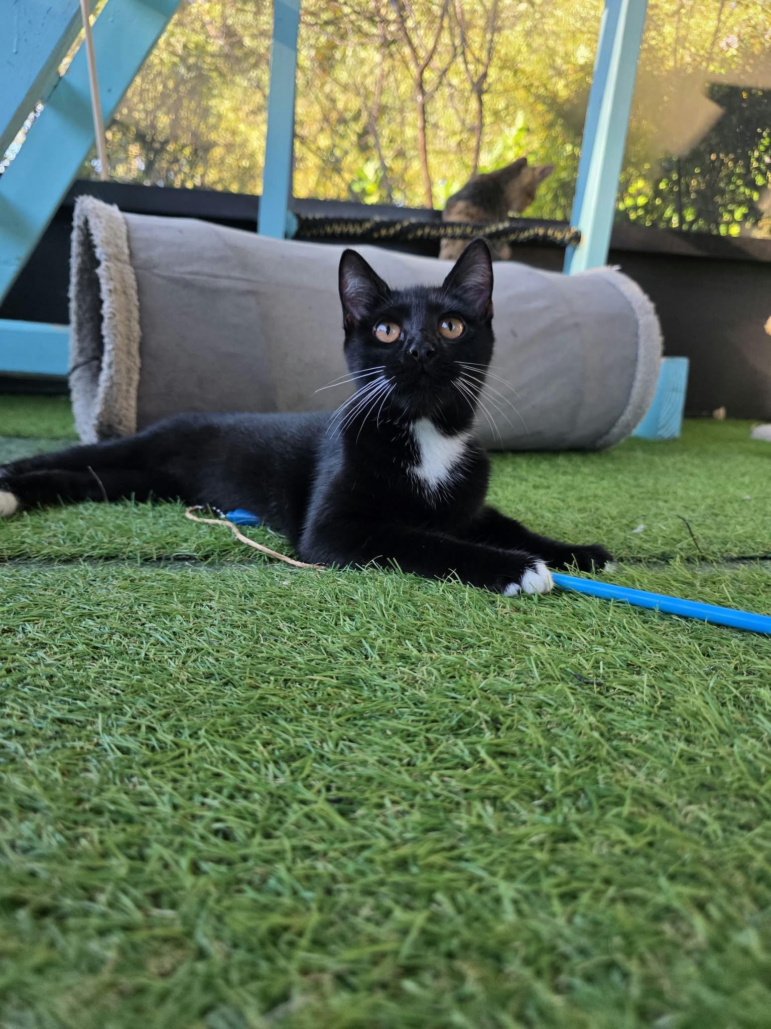 Enlarge Pudding, a Adoptable Domestic Short Hair in Umatilla, FL image 6/6