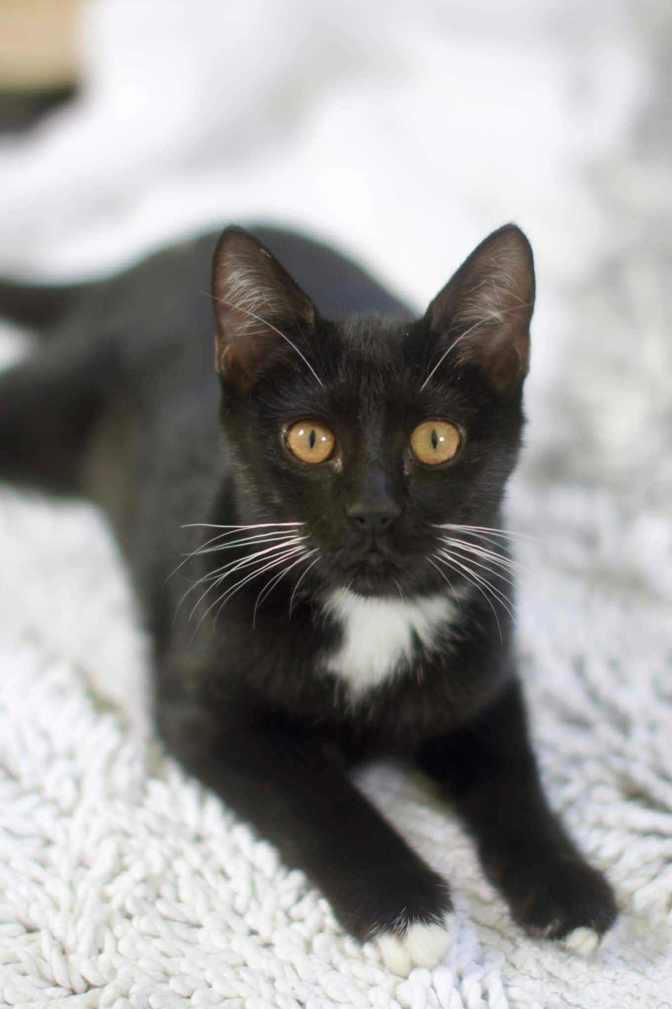 Enlarge Pudding, a Adoptable Domestic Short Hair in Umatilla, FL image 4/6