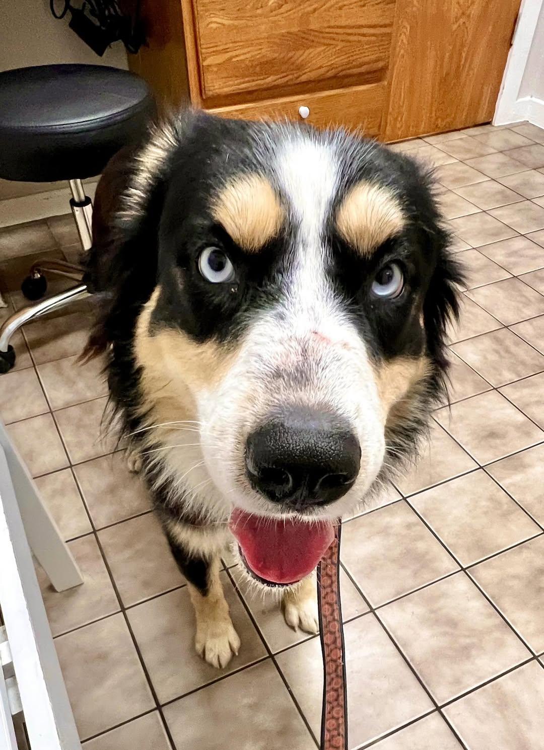 ARPH #14683 - Levi, Adoptable, Adult Male Australian Shepherd.
