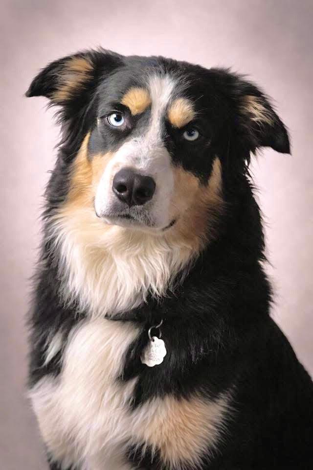 ARPH #14683 - Levi, Adoptable, Adult Male Australian Shepherd.