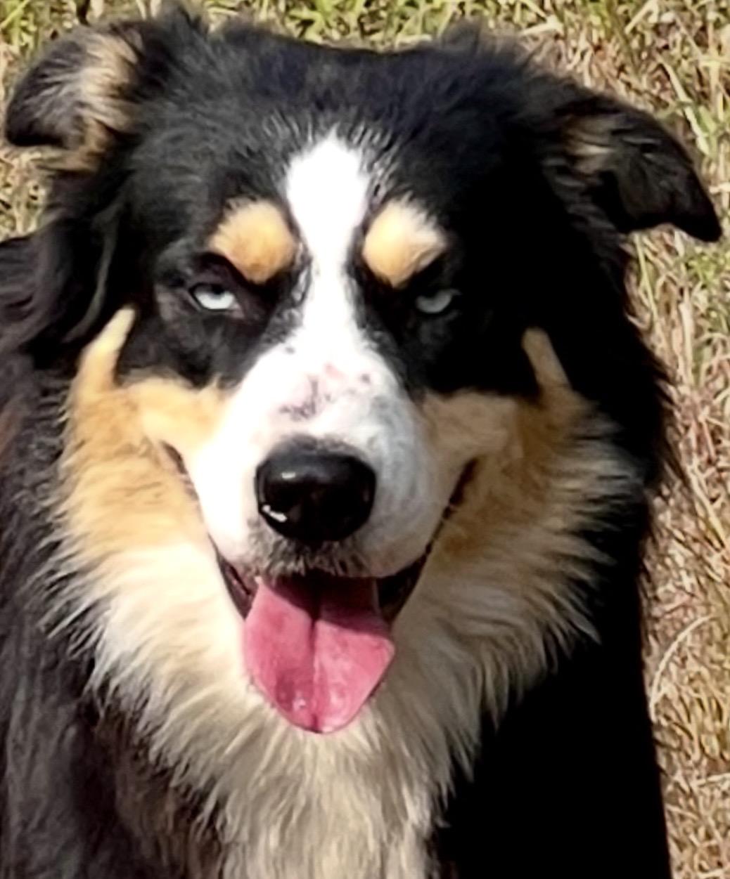 Enlarge ARPH #14683 - Levi, a Adoptable Australian Shepherd in North Richland Hills, TX image 5/5