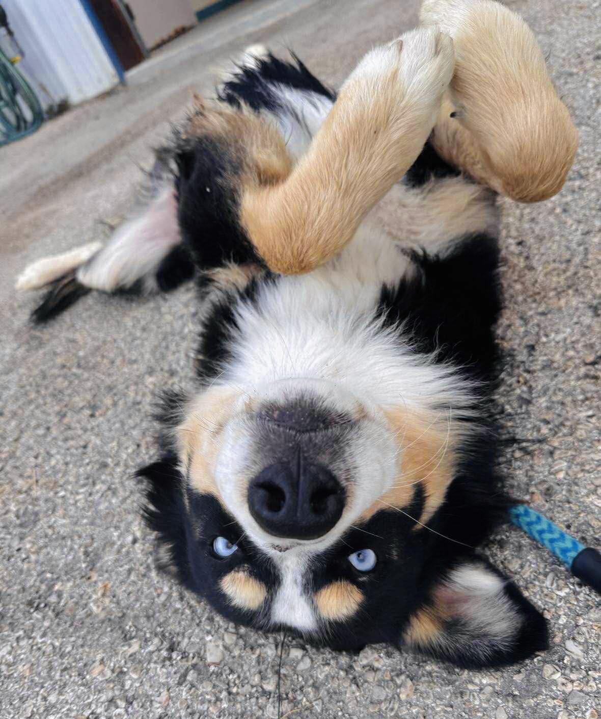 ARPH #14683 - Levi, a Adoptable Australian Shepherd in Bryan, TX image 2/2