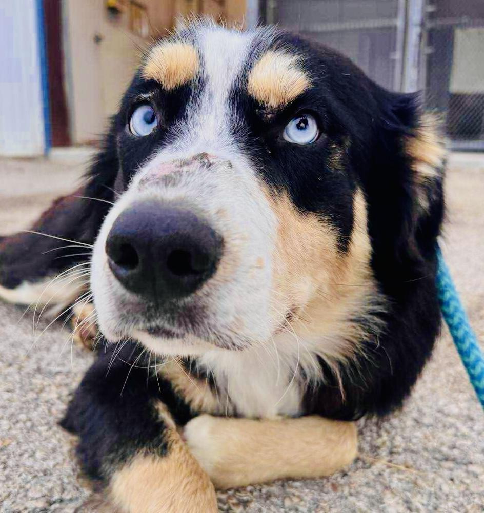 Enlarge ARPH #14683 - Levi, a Adoptable Australian Shepherd in North Richland Hills, TX image 4/5
