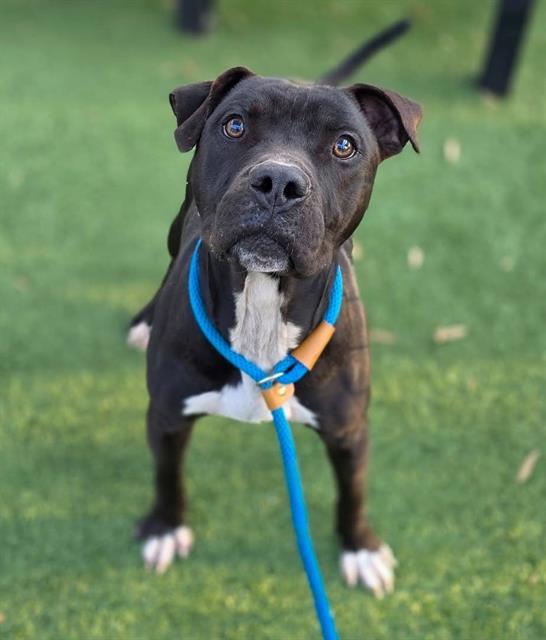 JINGLE, Adoptable, Young Male Mixed Breed.