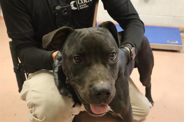 JINGLE, Adoptable, Young Male Mixed Breed.