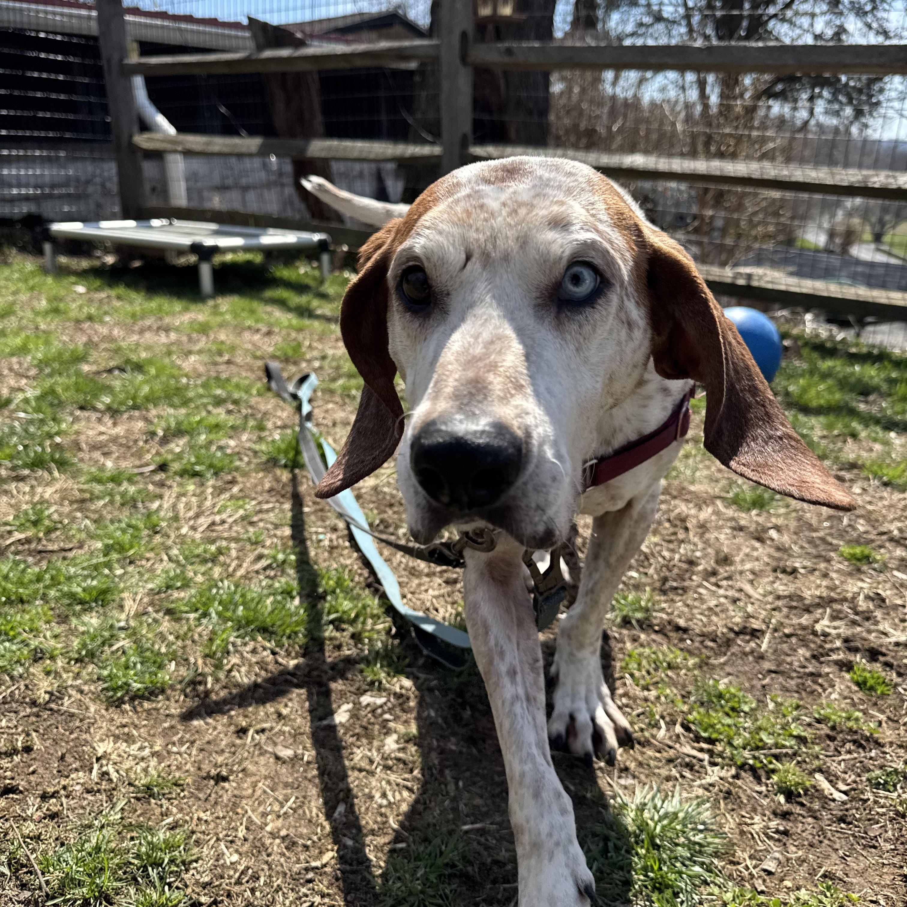 Enlarge Rusty, a Adoptable Coonhound in Avondale, PA image 6/6