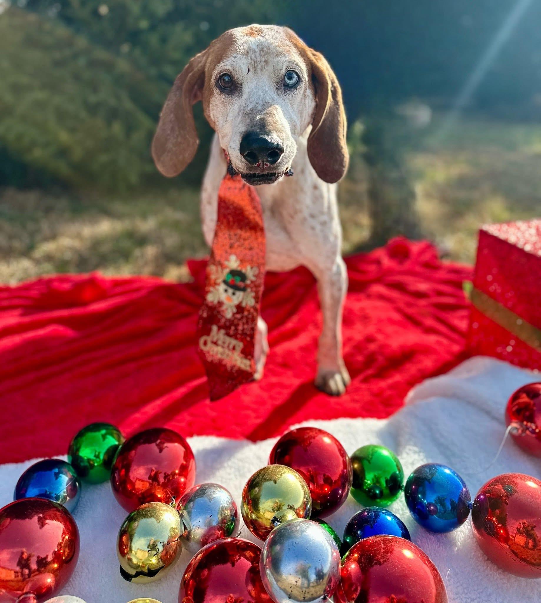 Enlarge Rusty, a Adoptable Coonhound in Avondale, PA image 3/6
