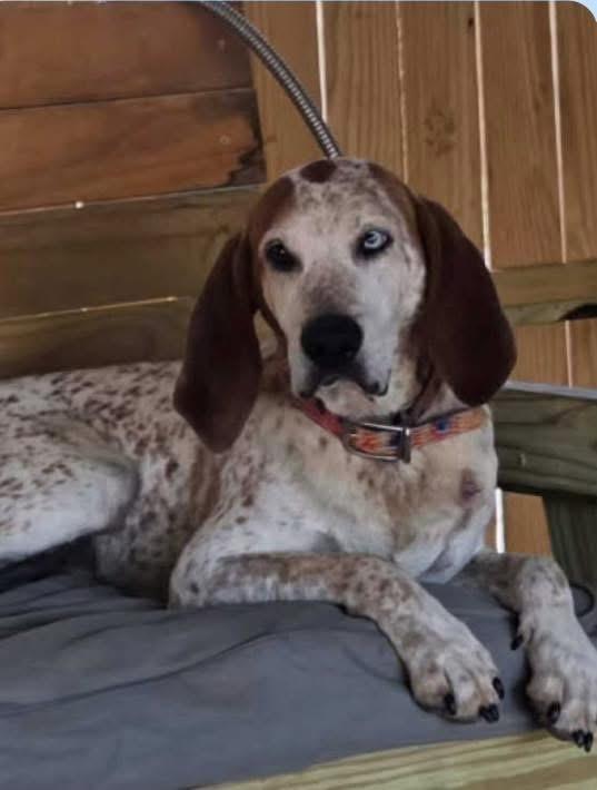 Enlarge Rusty, a Adoptable Coonhound in Avondale, PA image 4/6
