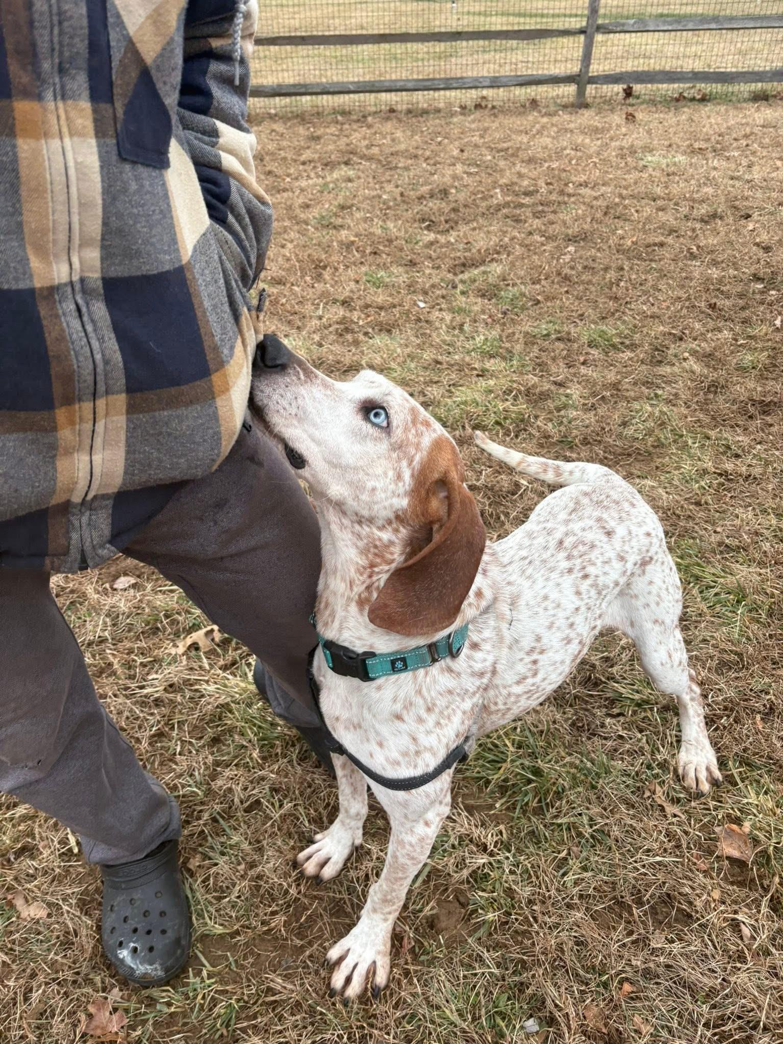 Enlarge Rusty, a Adoptable Coonhound in Avondale, PA image 6/6