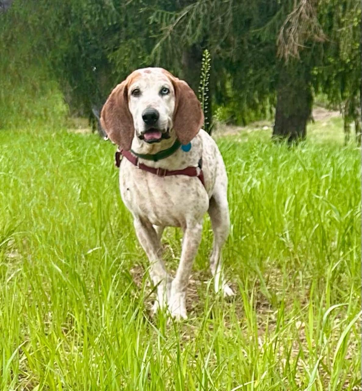 Rusty, Adoptable, Adult Male Coonhound.