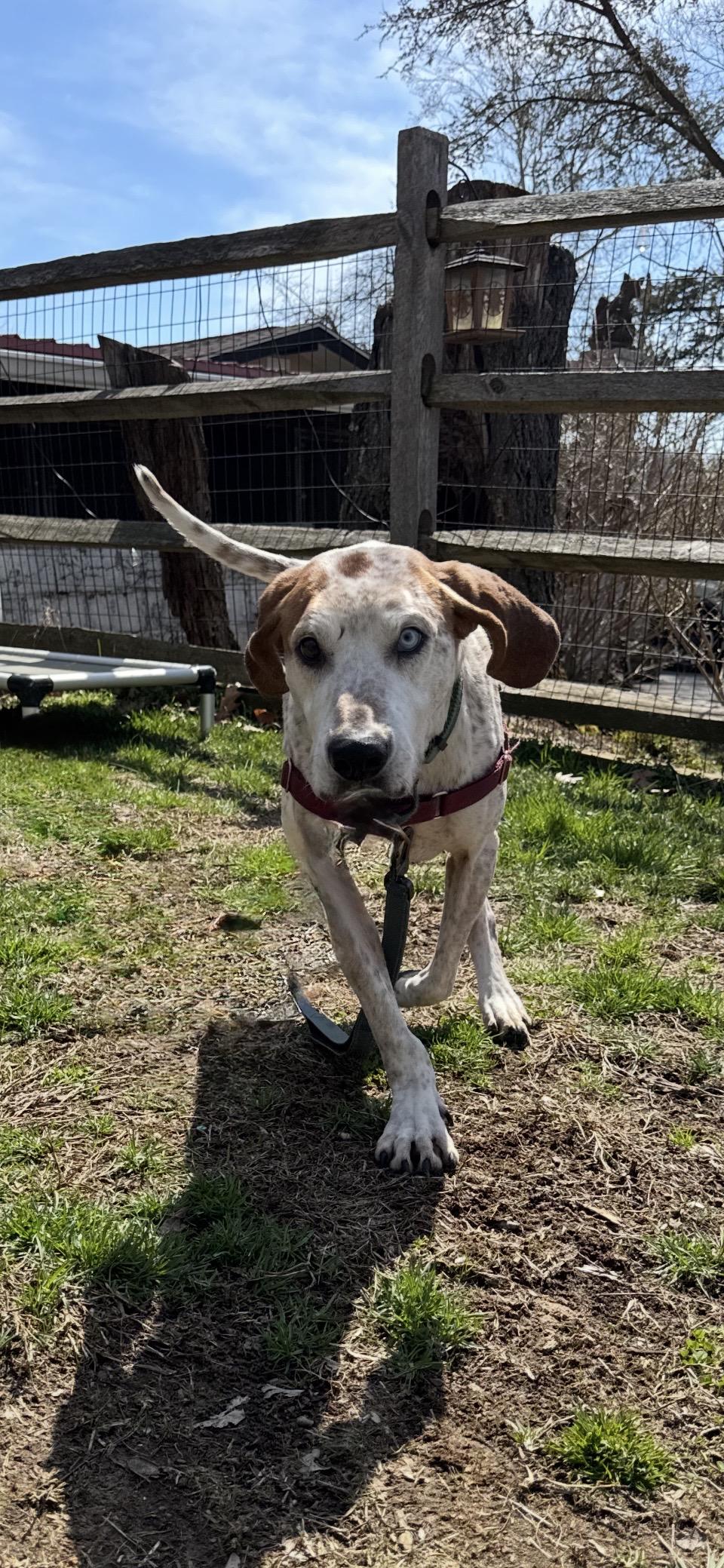 Enlarge Rusty, a Adoptable Coonhound in Avondale, PA image 4/6