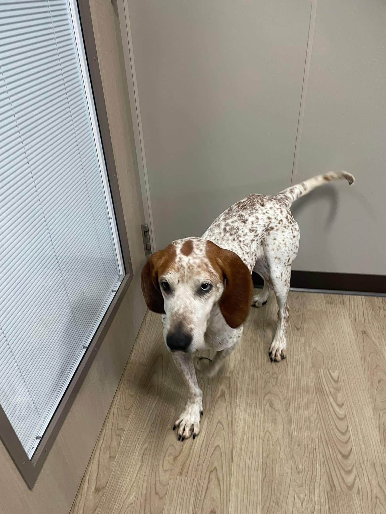 Enlarge Rusty, a Adoptable Coonhound in Avondale, PA image 5/6