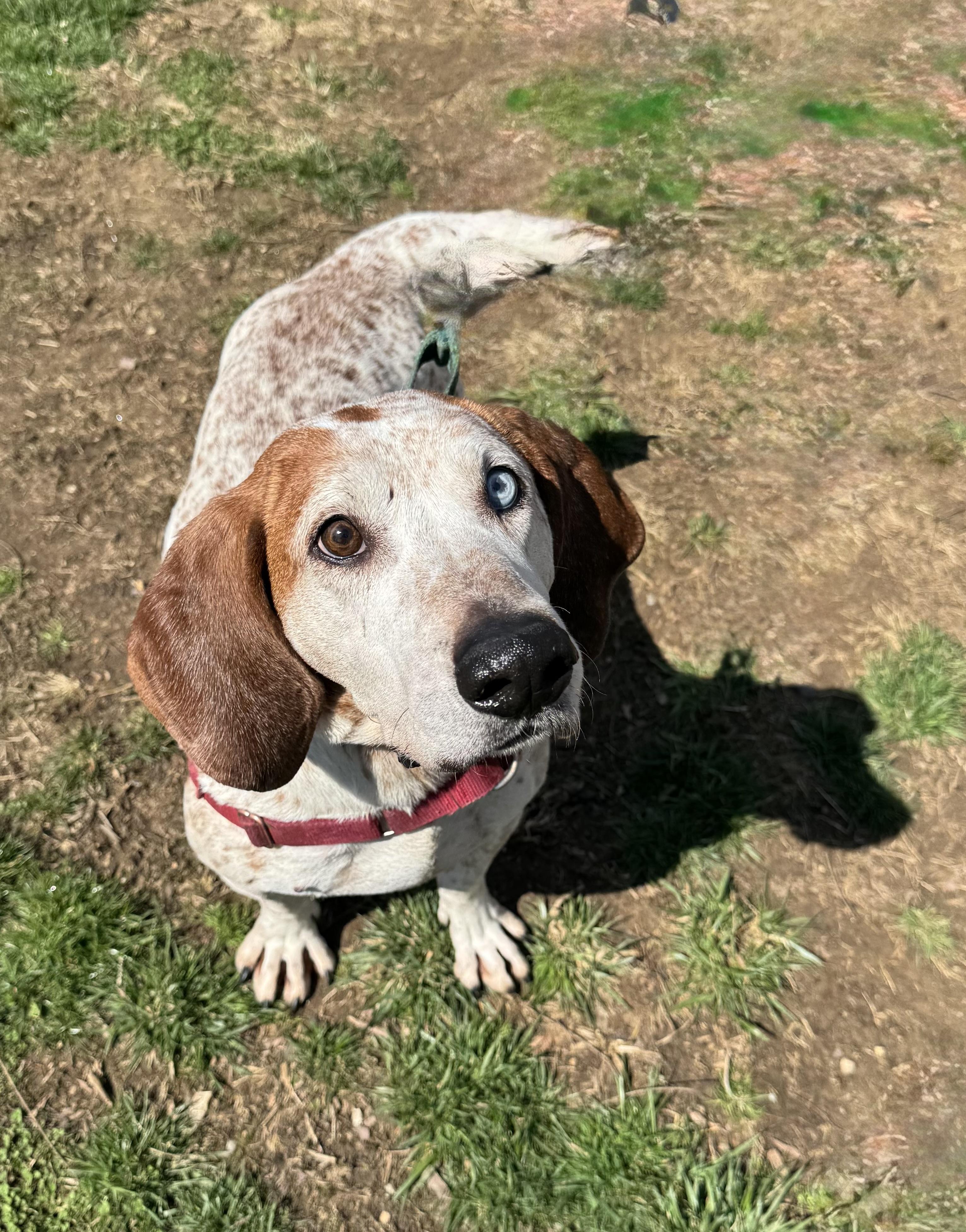 Enlarge Rusty, a Adoptable Coonhound in Avondale, PA image 5/6