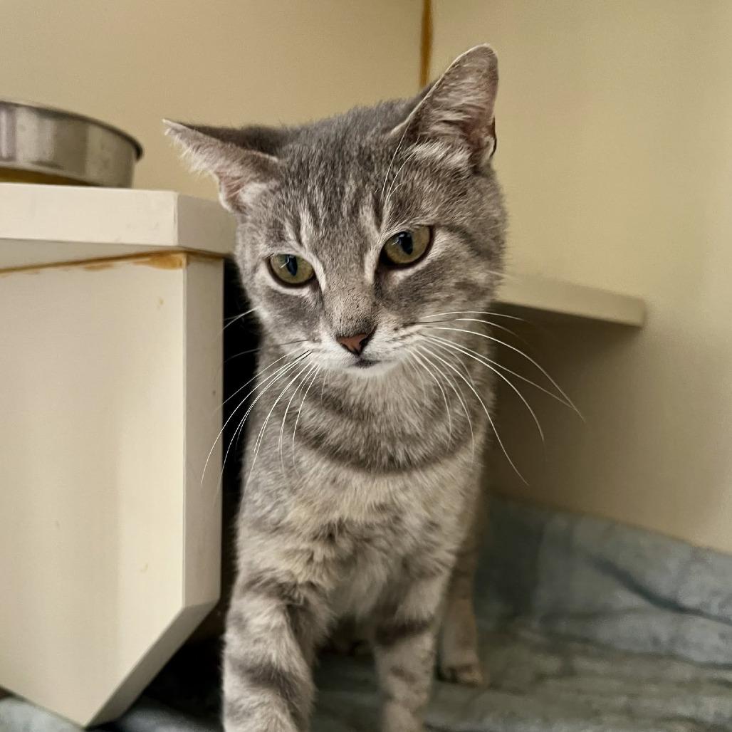 Ruth, Adoptable, Young Female Domestic Short Hair.
