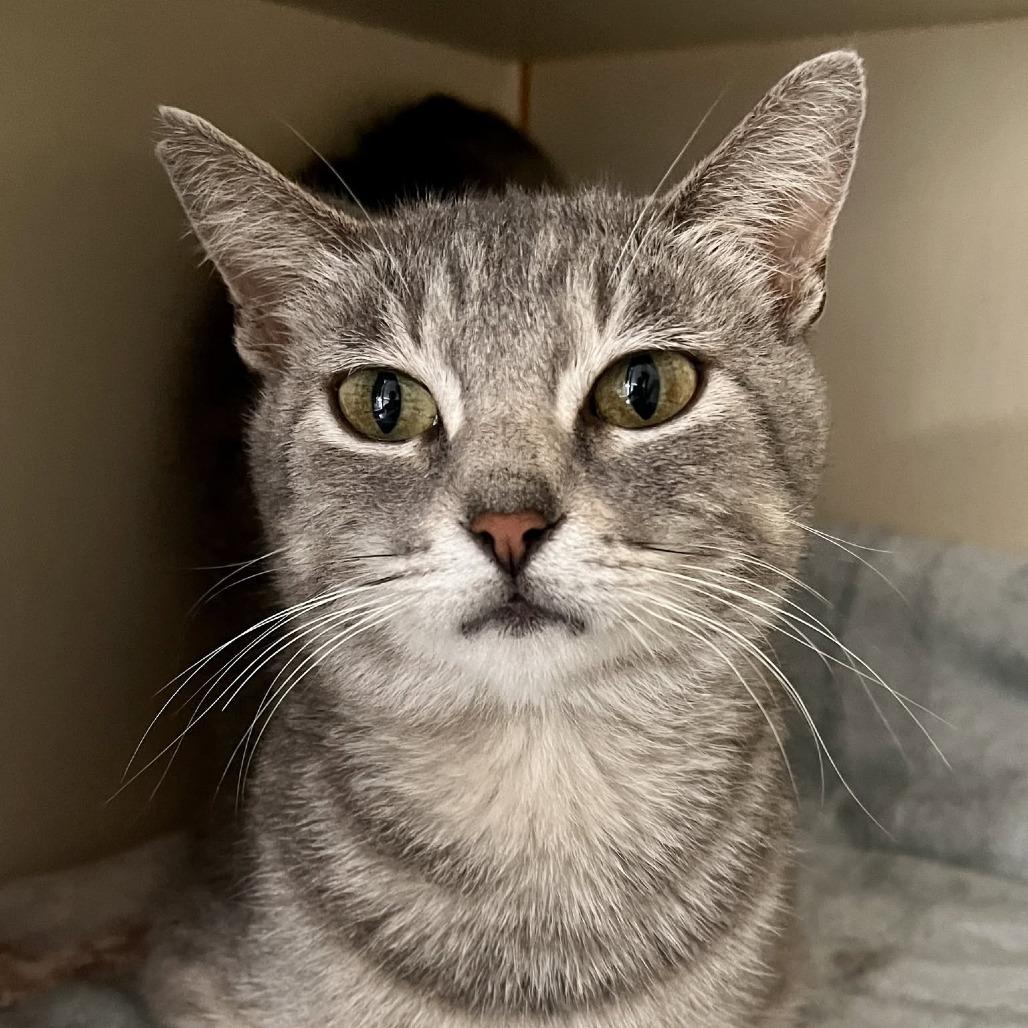 Enlarge Ruth, a Adoptable Domestic Short Hair in St. Louis, MO image 2/5