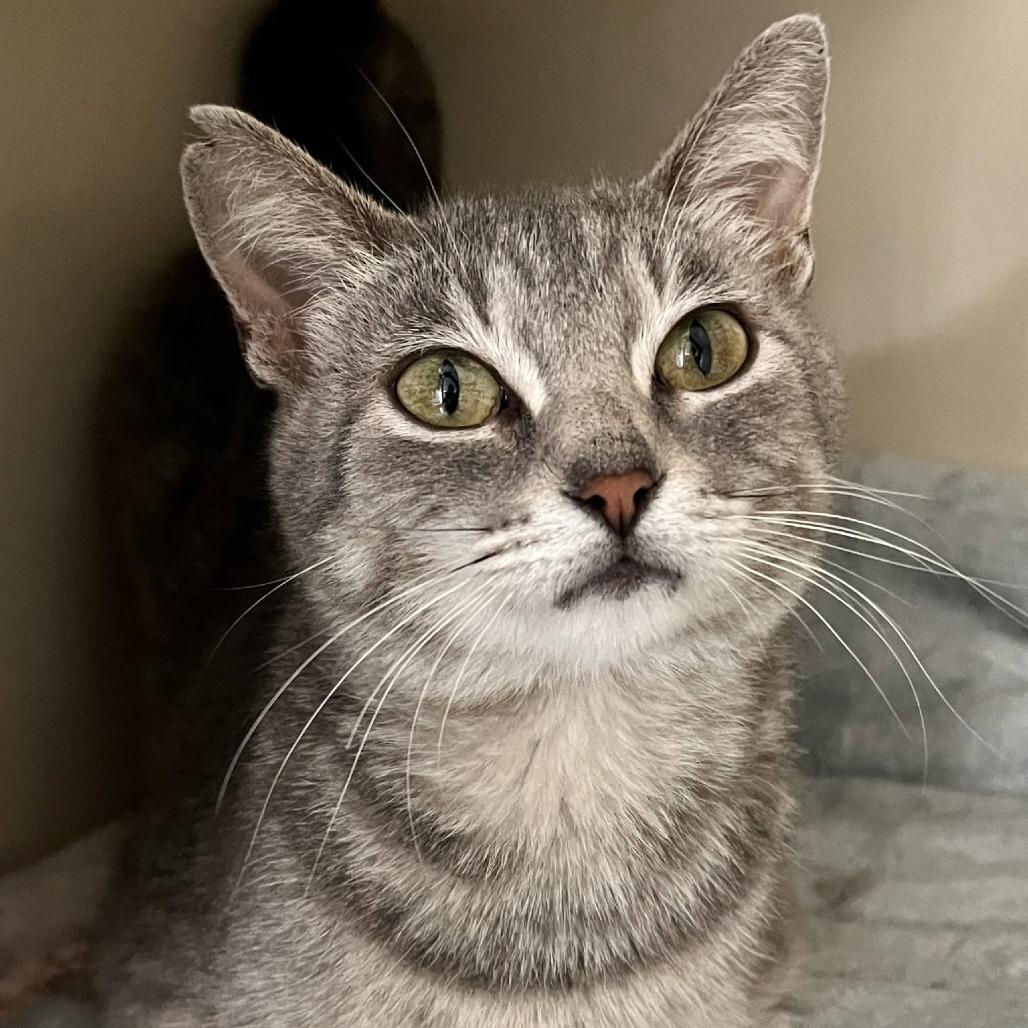 Enlarge Ruth, a Adoptable Domestic Short Hair in St. Louis, MO image 3/5