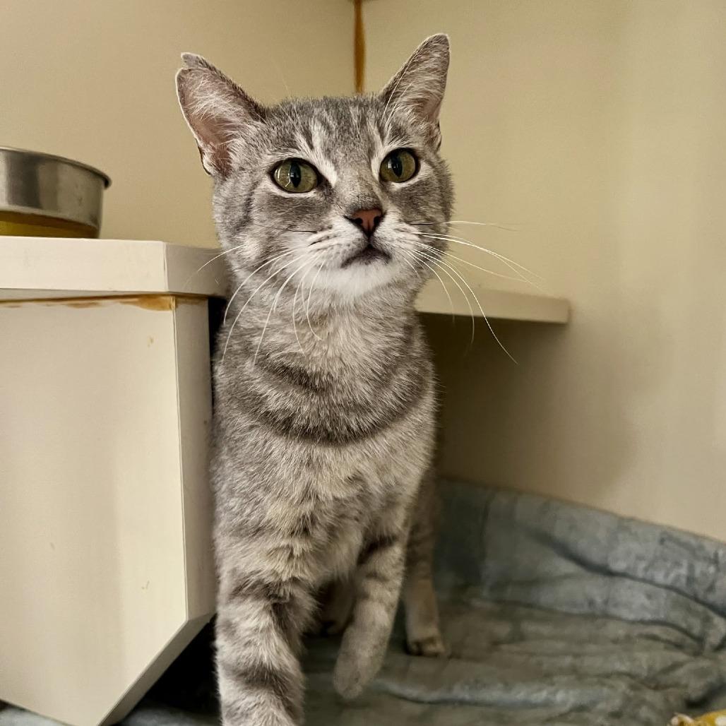 Enlarge Ruth, a Adoptable Domestic Short Hair in St. Louis, MO image 4/5