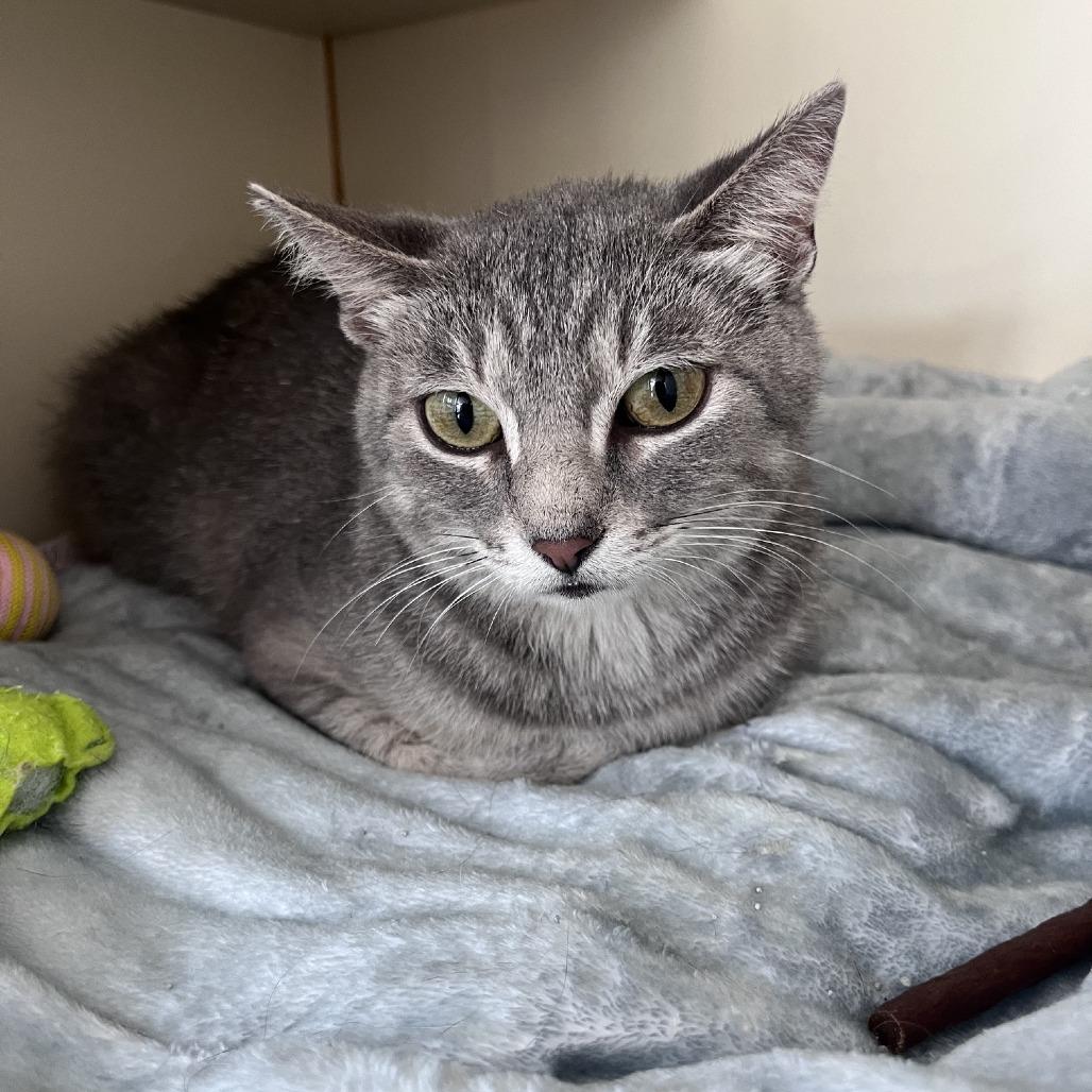 Enlarge Ruth, a Adoptable Domestic Short Hair in St. Louis, MO image 5/5