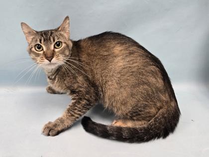 Marmalade, Adoptable, Adult Female Domestic Short Hair & Domestic Short Hair.