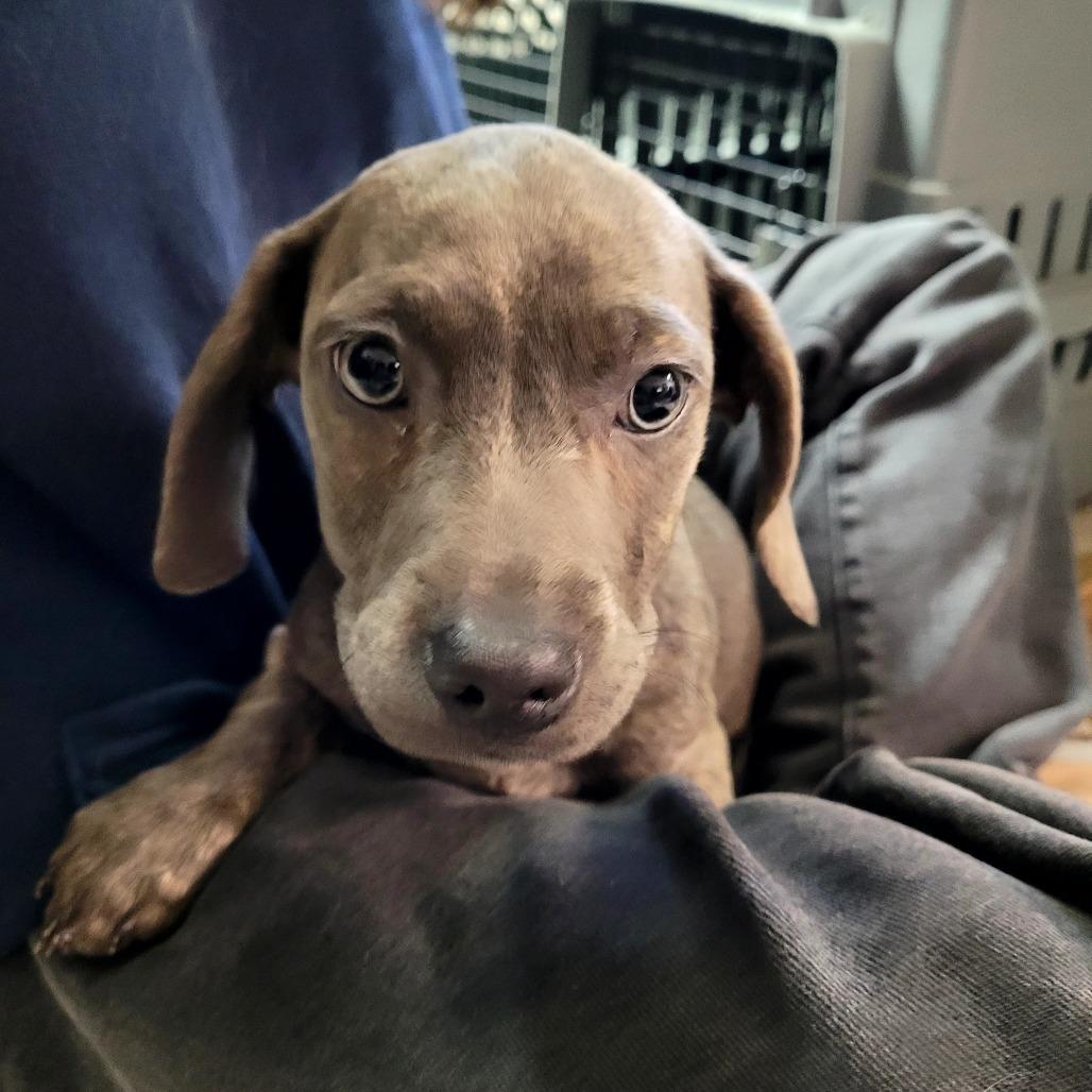 Raven, Adoptable, Puppy Female Mixed Breed.