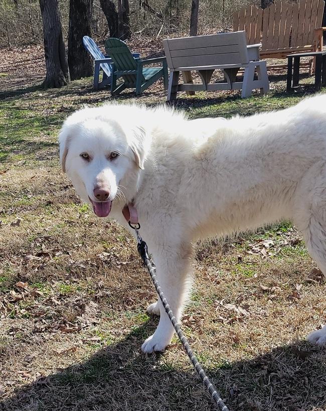 ROMAN, ADOPTABLE, Young Male Great Pyrenees.