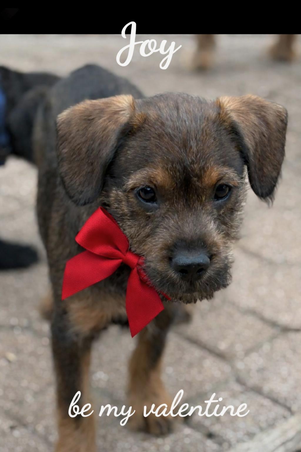 Enlarge Joy, an adopted mixed breed in Coppell, TX image 1/1