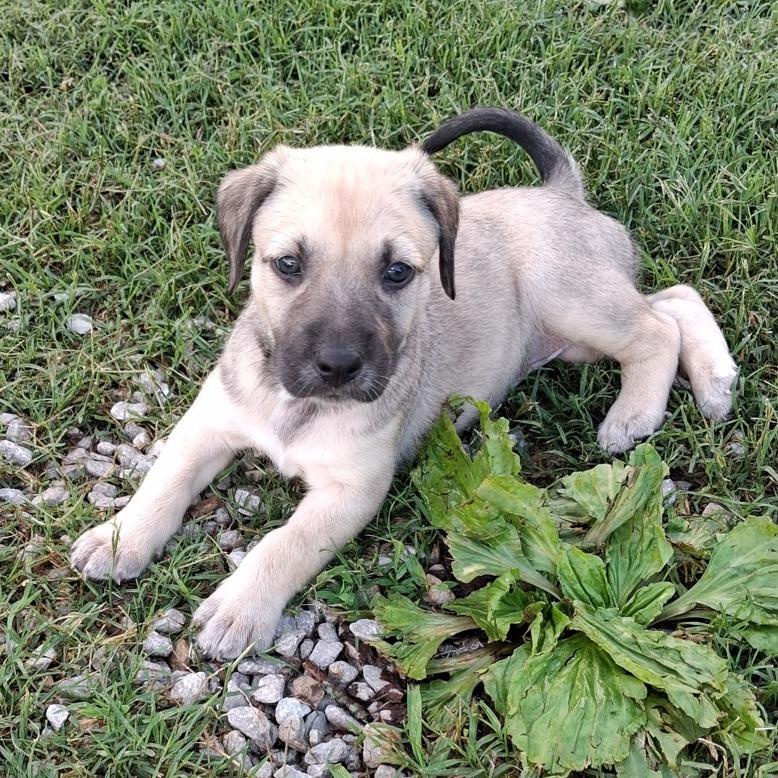 Norma, Adoptable, Puppy Female Mastiff & Great Dane.