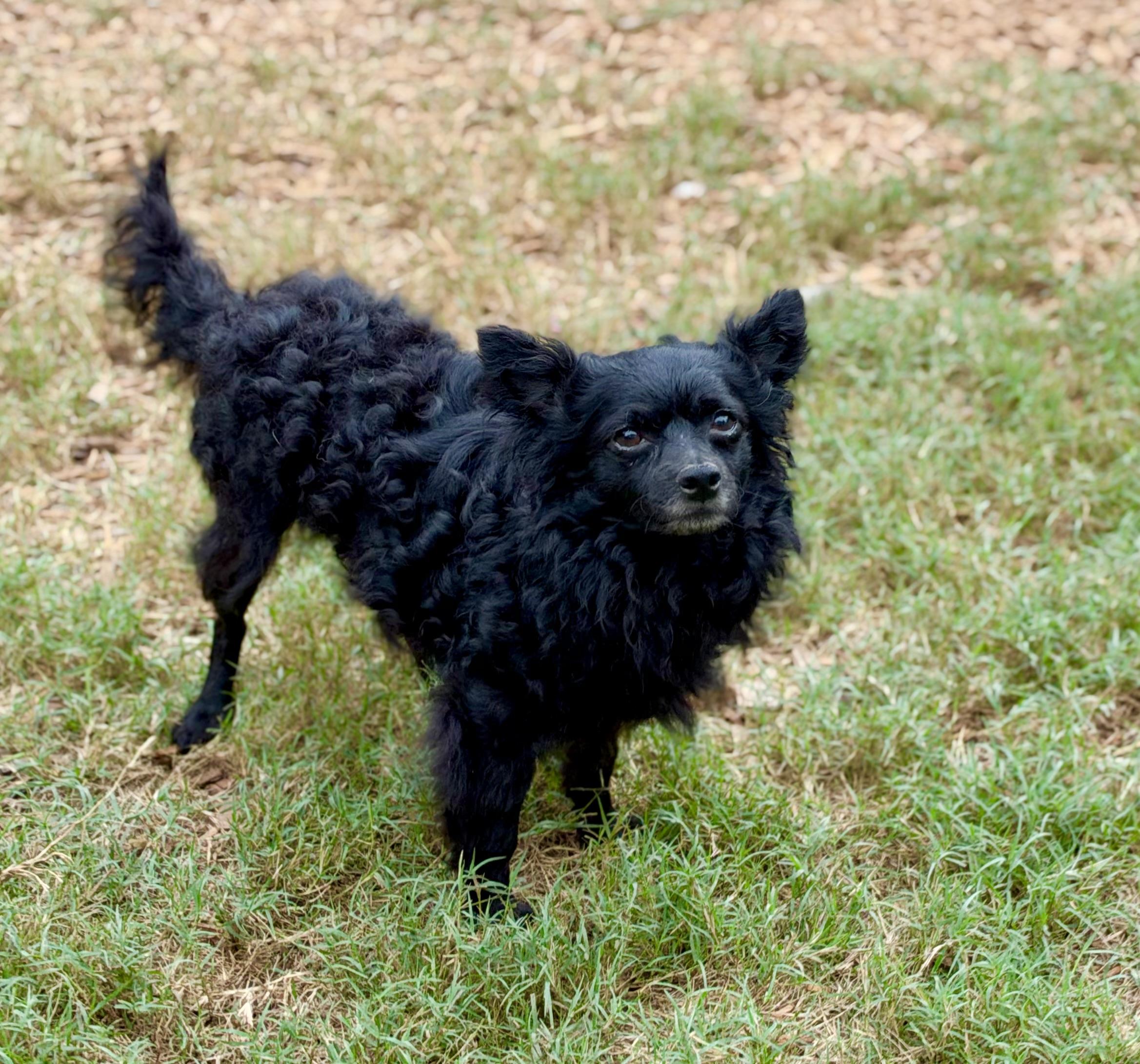 Enlarge Rudolpho, a Adoptable mixed breed in Mt Pleasant, SC image 5/5
