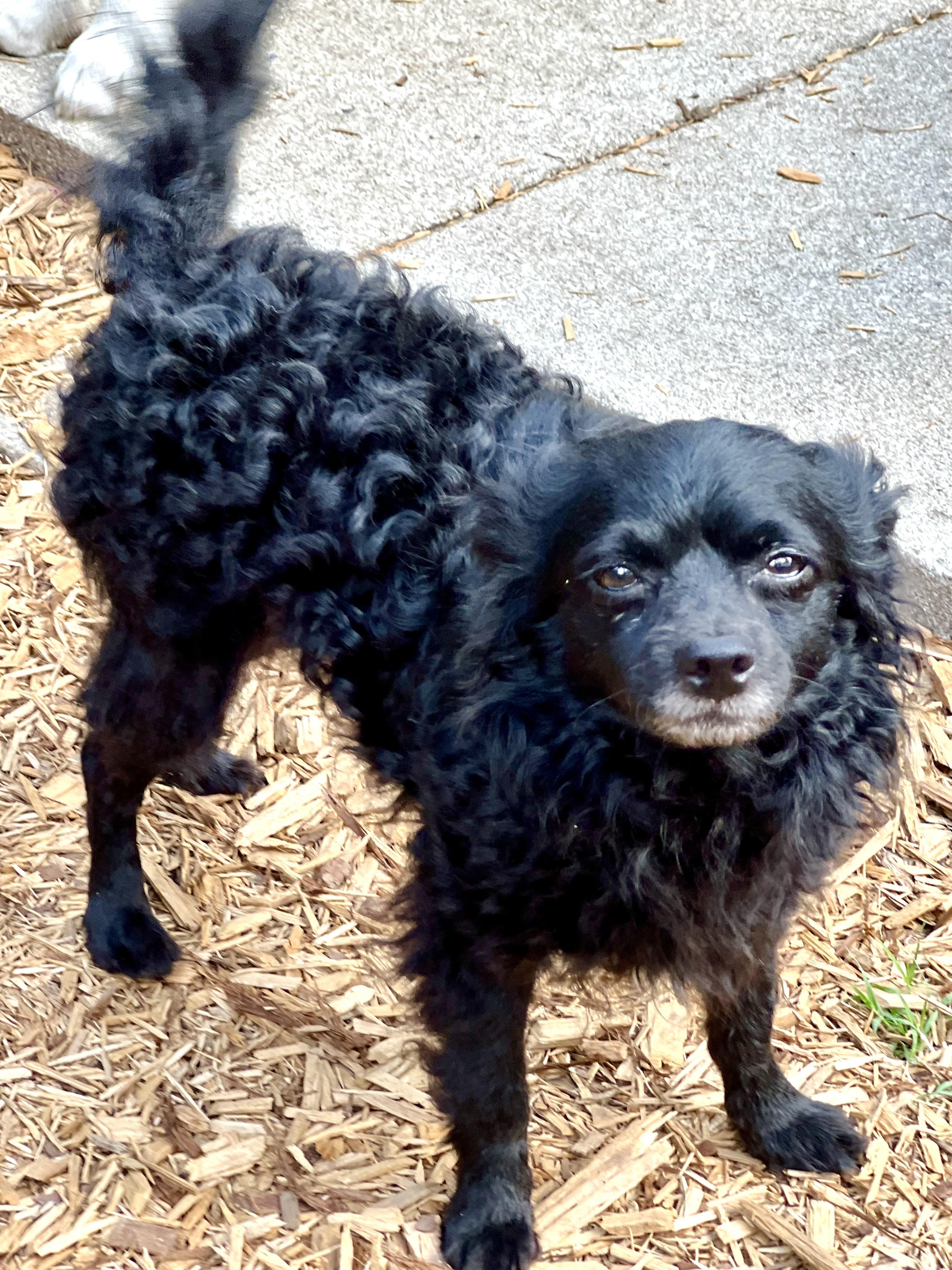 Enlarge Rudolpho, a Adoptable mixed breed in Mt Pleasant, SC image 4/4