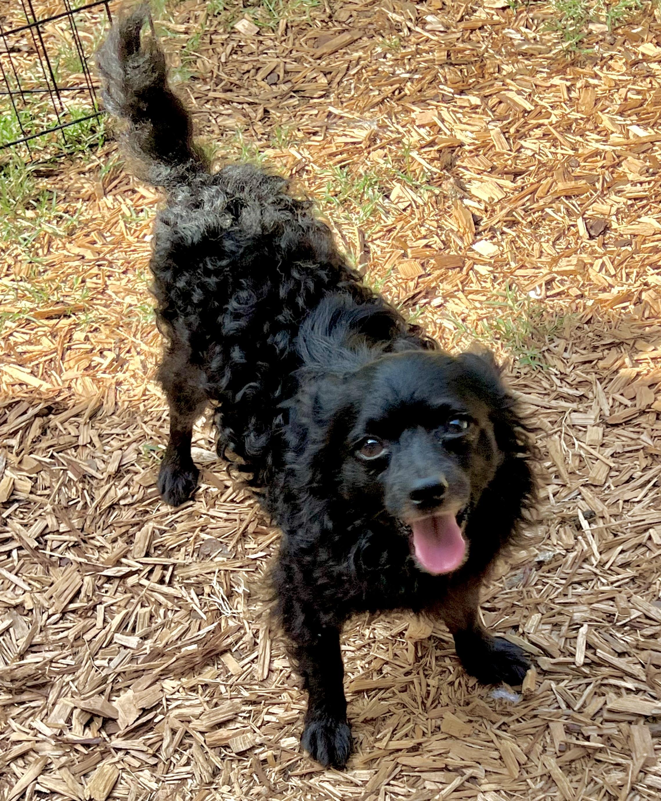 Enlarge Rudolpho, a Adoptable mixed breed in Mt Pleasant, SC image 3/4