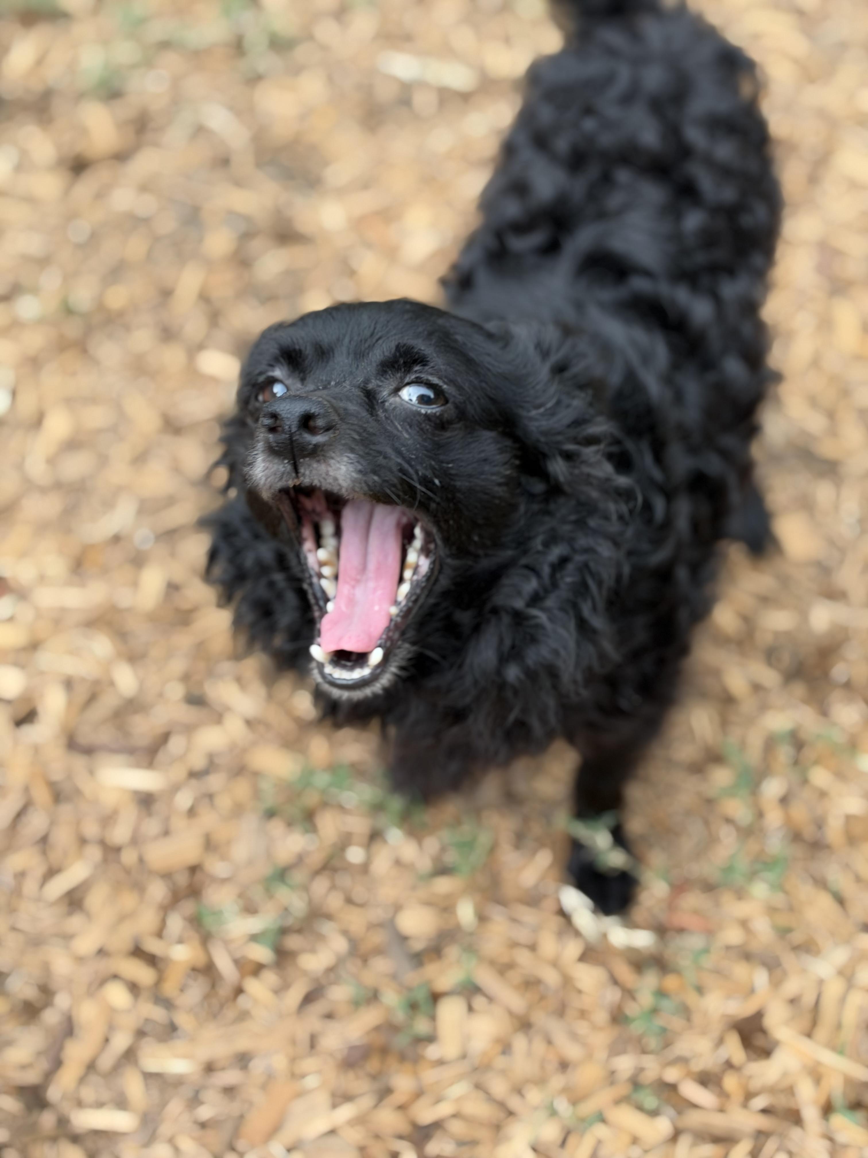 Enlarge Rudolpho, a Adoptable mixed breed in Mt Pleasant, SC image 4/5