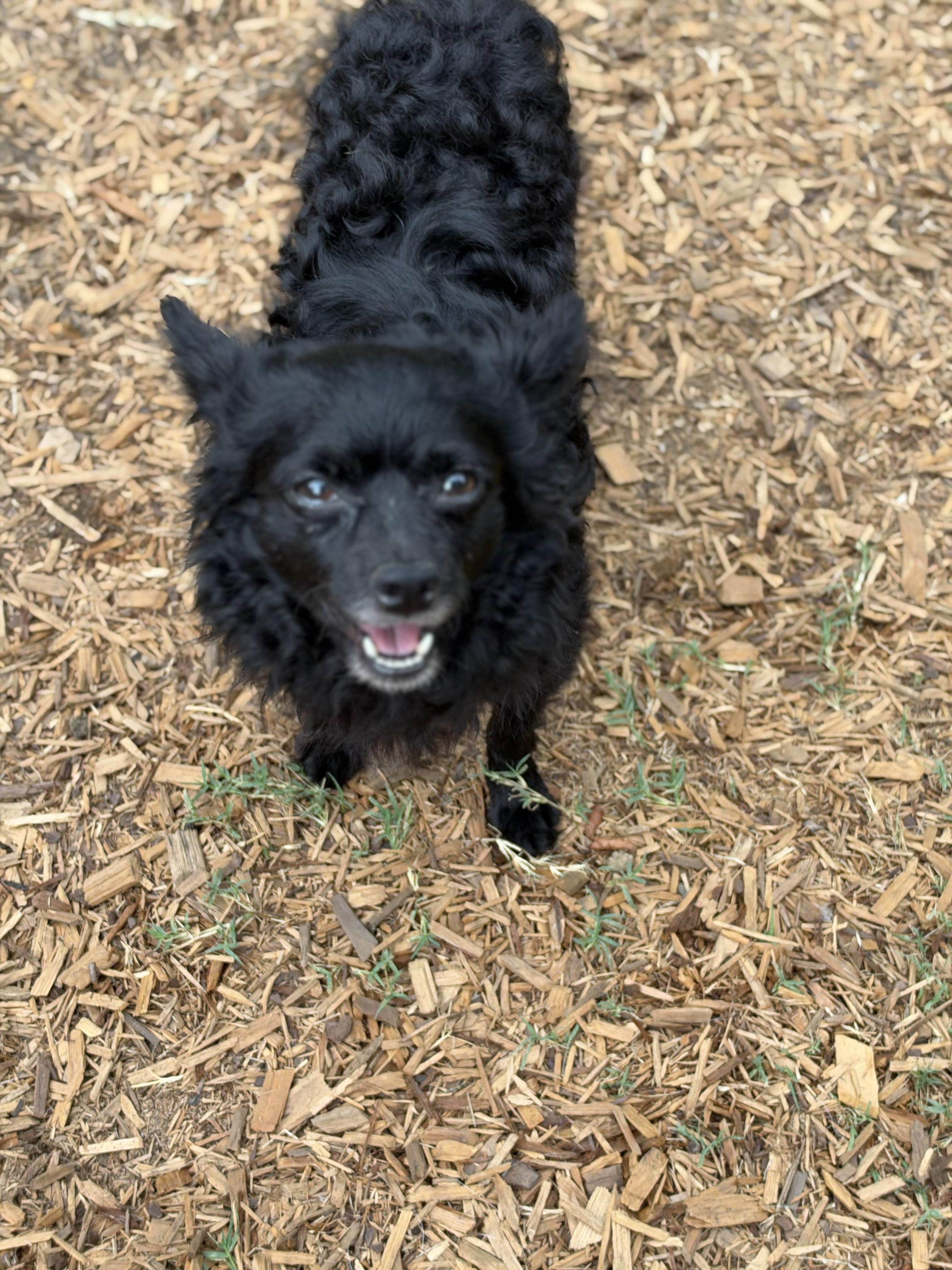 Enlarge Rudolpho, a Adoptable mixed breed in Mt Pleasant, SC image 3/5