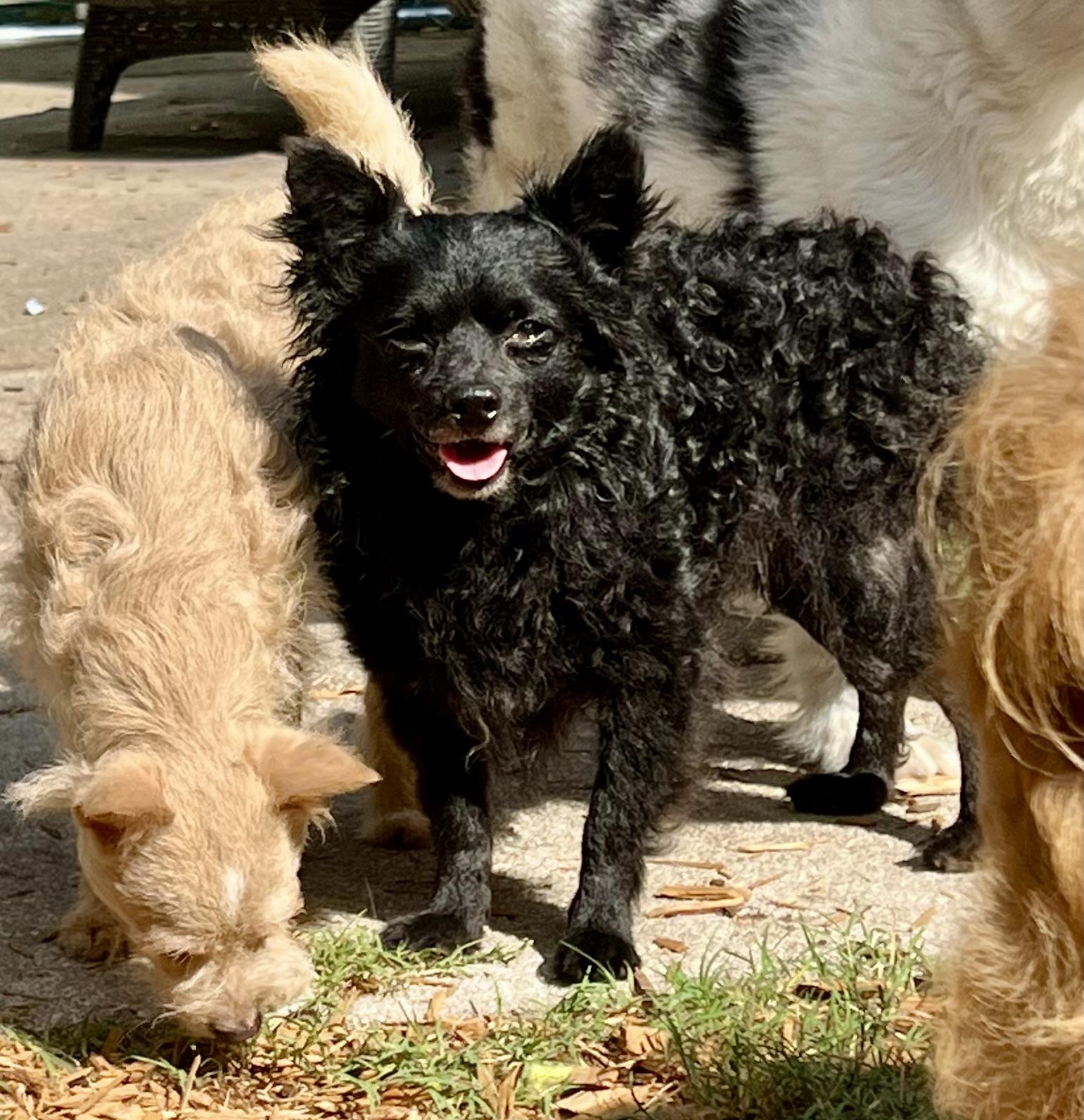 Rudolpho, Adoptable, Adult Male Mixed Breed.