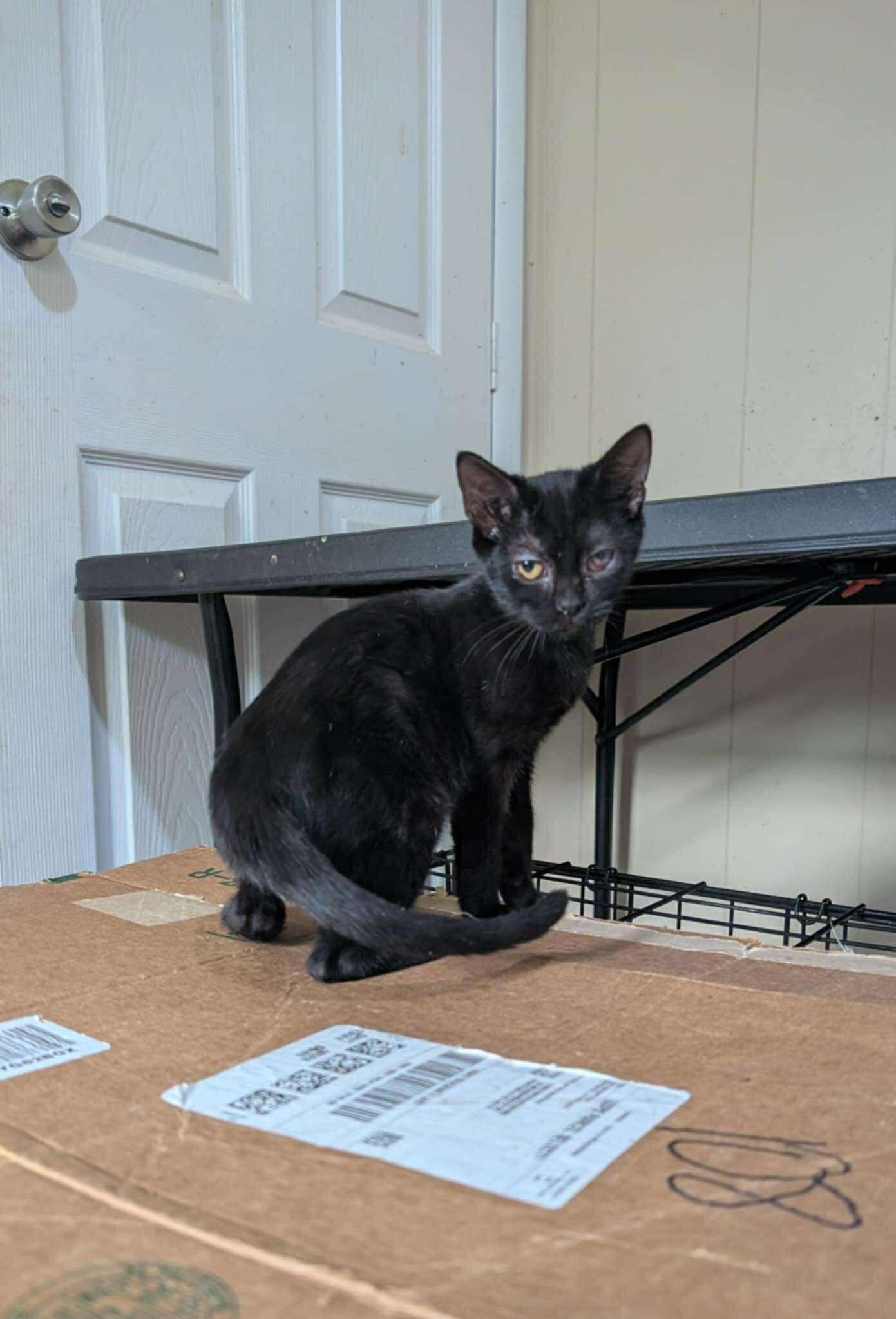 Enlarge Stella, a Adoptable mixed breed in Randolph, AL image 2/5