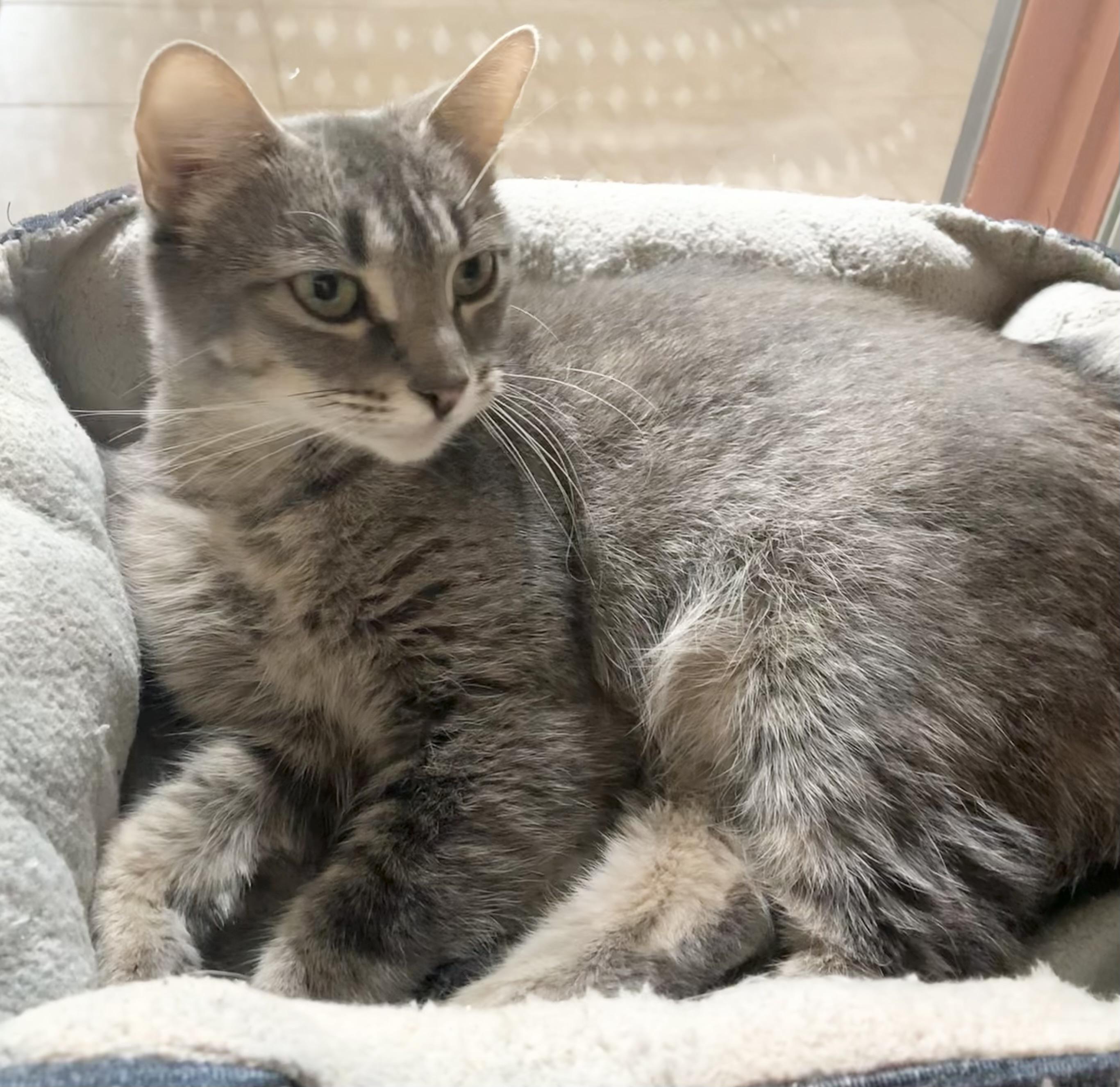 Hope, Adoptable, Adult Female Domestic Short Hair.