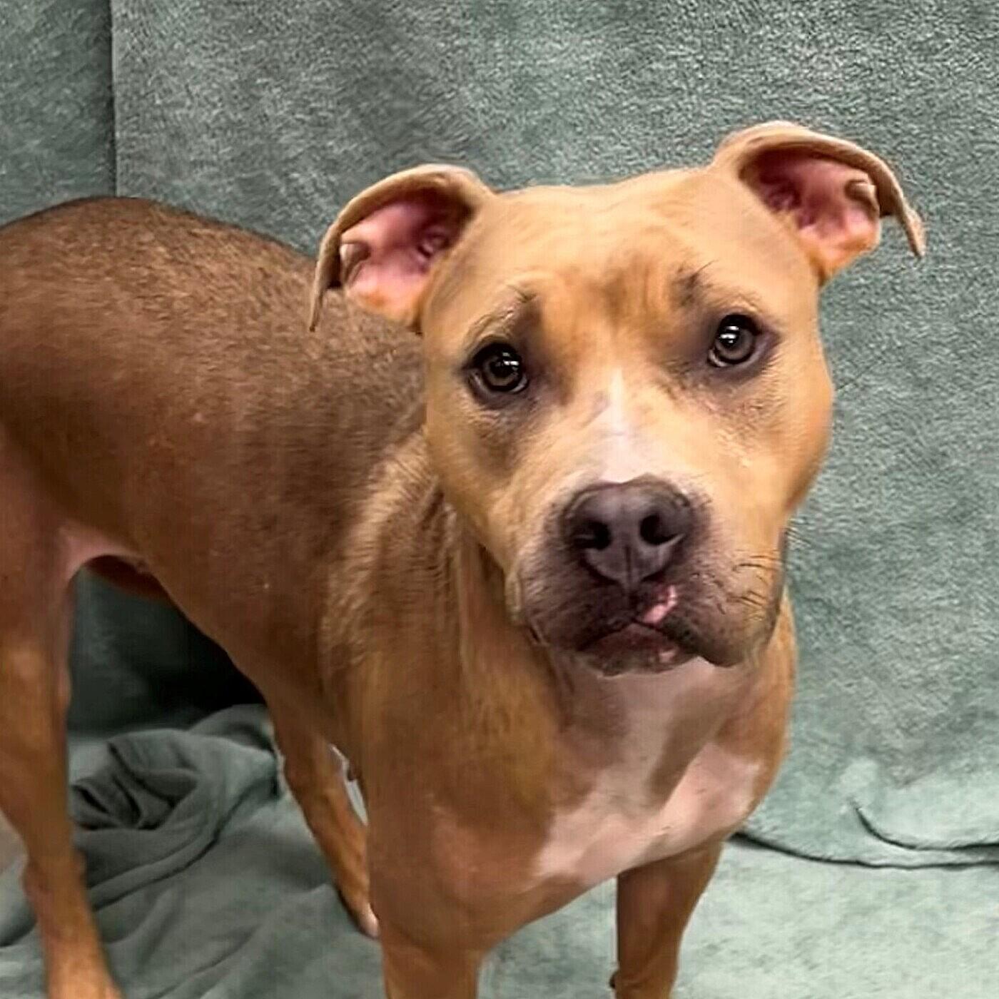 Coffee, ADOPTABLE, Adult Female Mixed Breed.