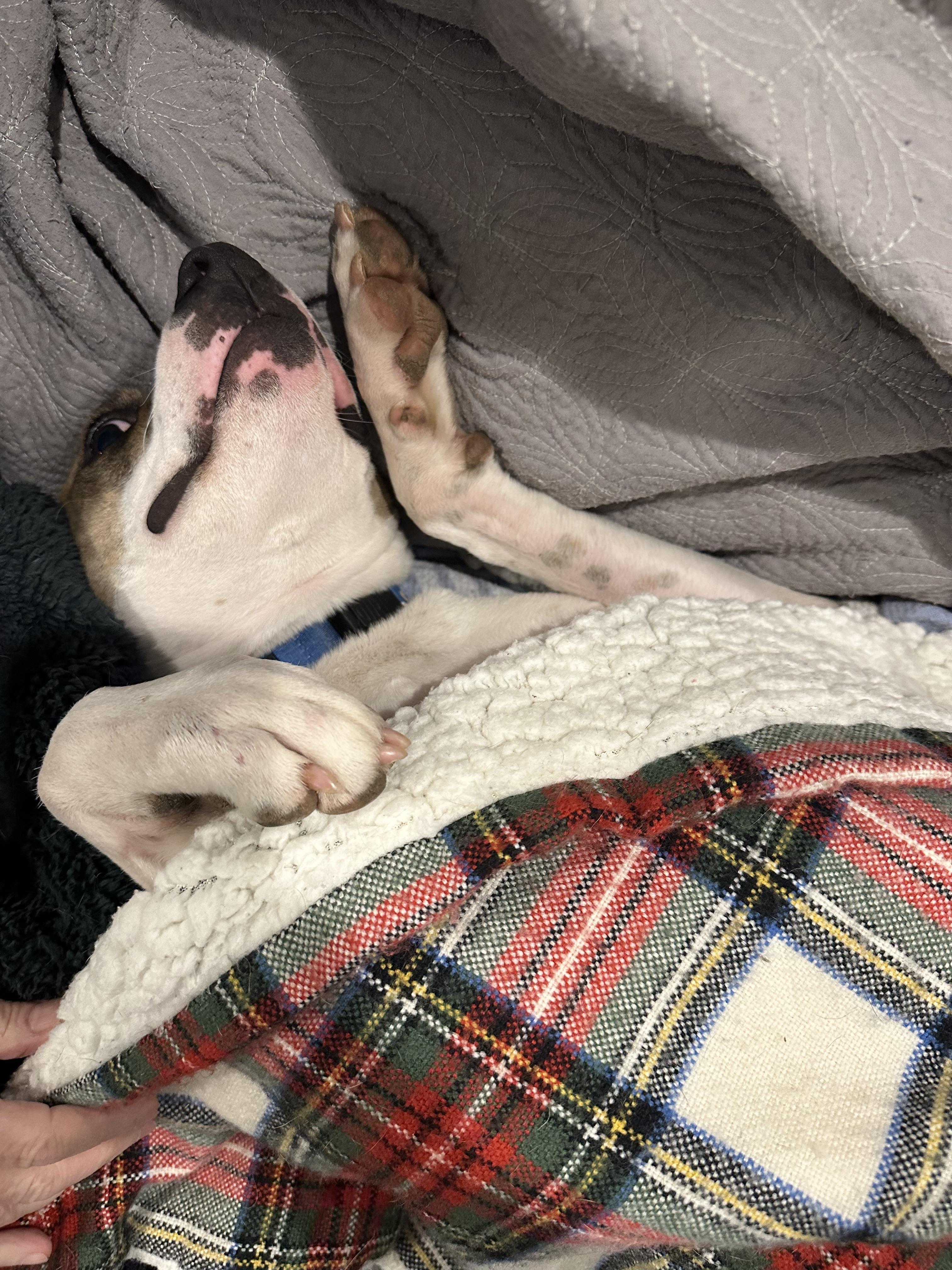 Enlarge Amor, a Adoptable mixed breed in Atlanta, GA image 5/5