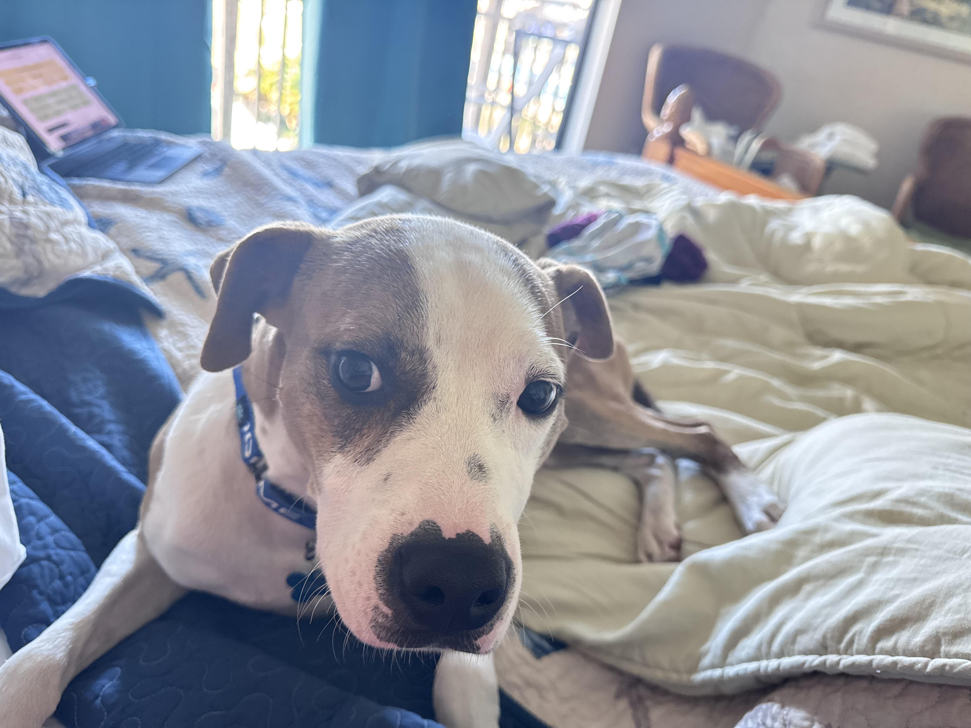 Enlarge Amor, a Adoptable mixed breed in Atlanta, GA image 3/4